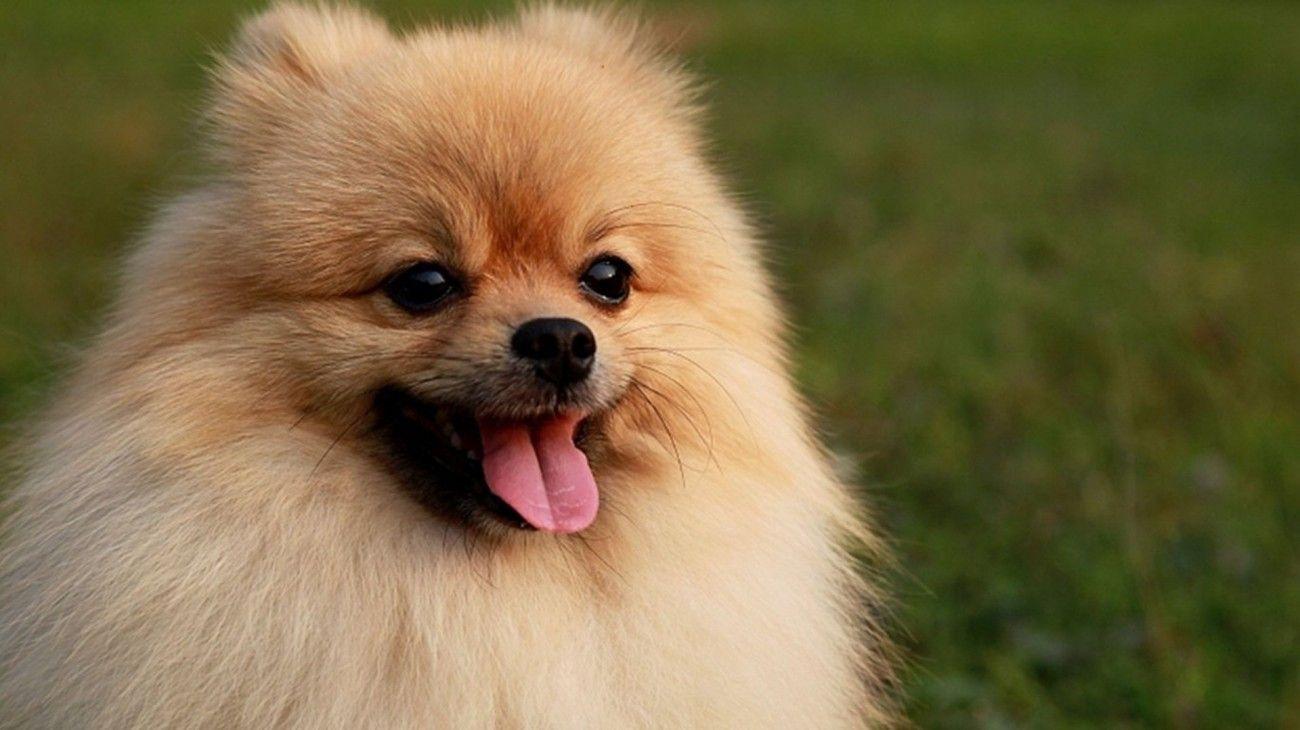 Brown Pomeranian Puppy Wallpaper. Cute pomeranian, Pomeranian puppy, Puppies