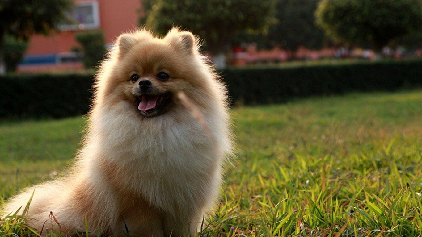 Best Animals Wallpaper: Pomeranian Puppies, Animals