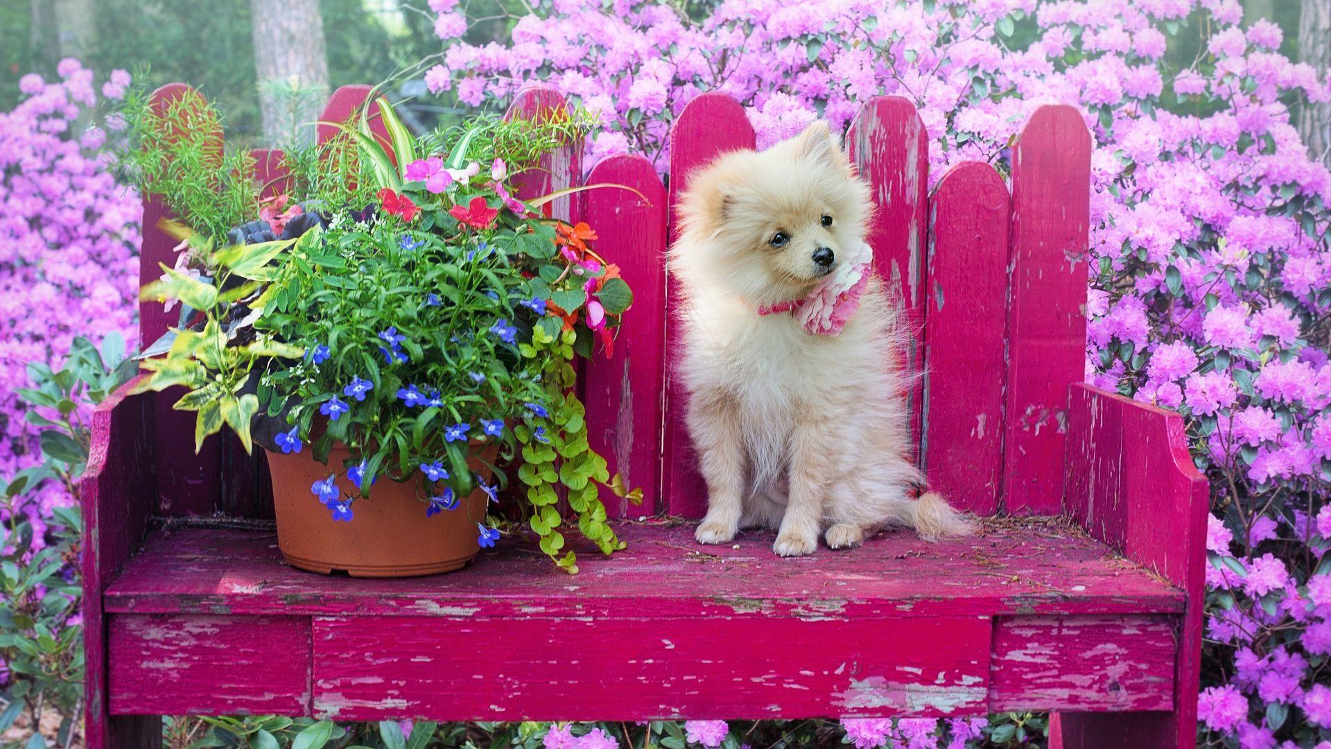 Pomeranian Puppy Sitting on Bench in Garden Wallpaper