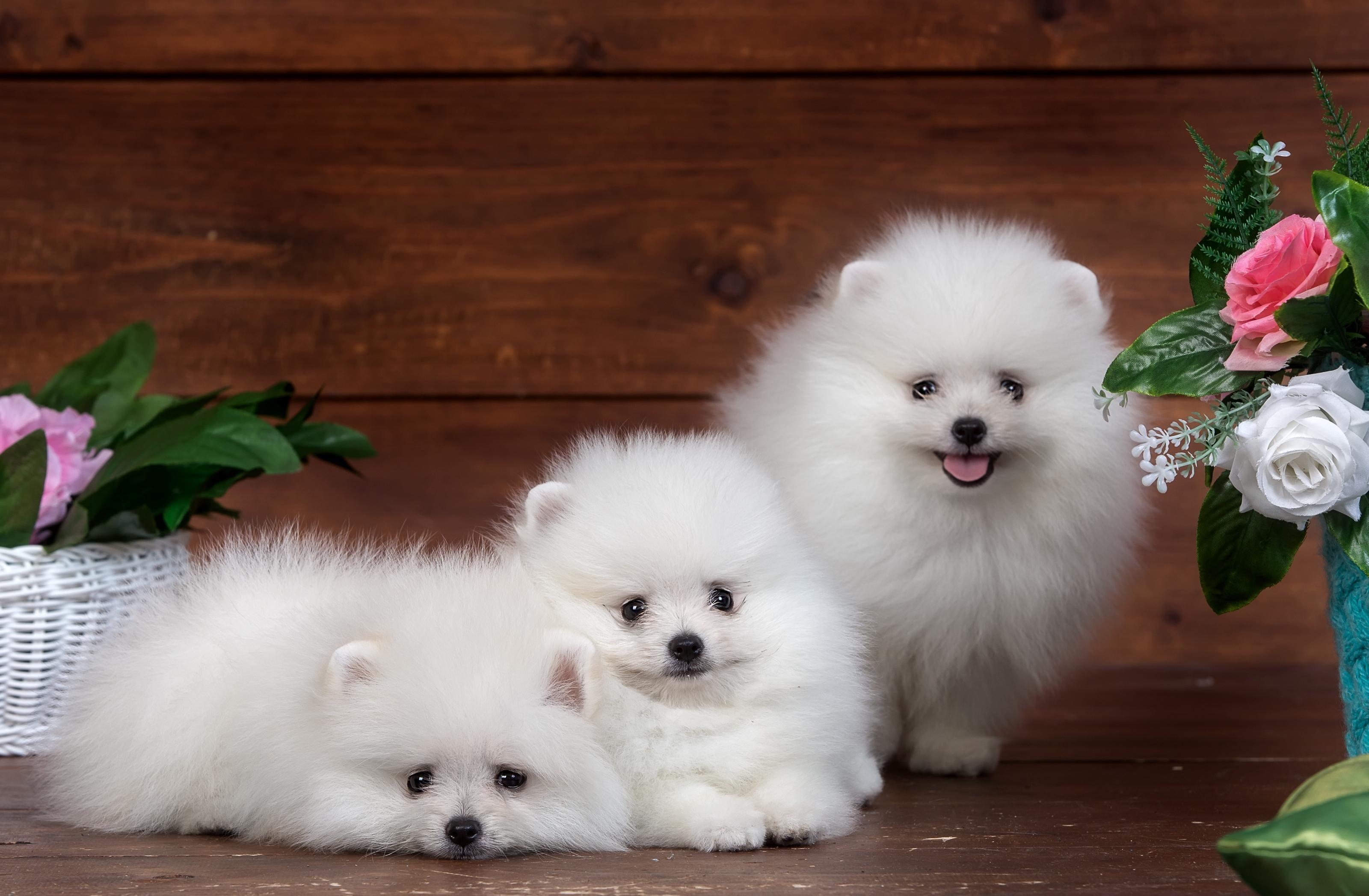 Three Pomeranian Puppies HD Wallpaper. Background Imagex2095