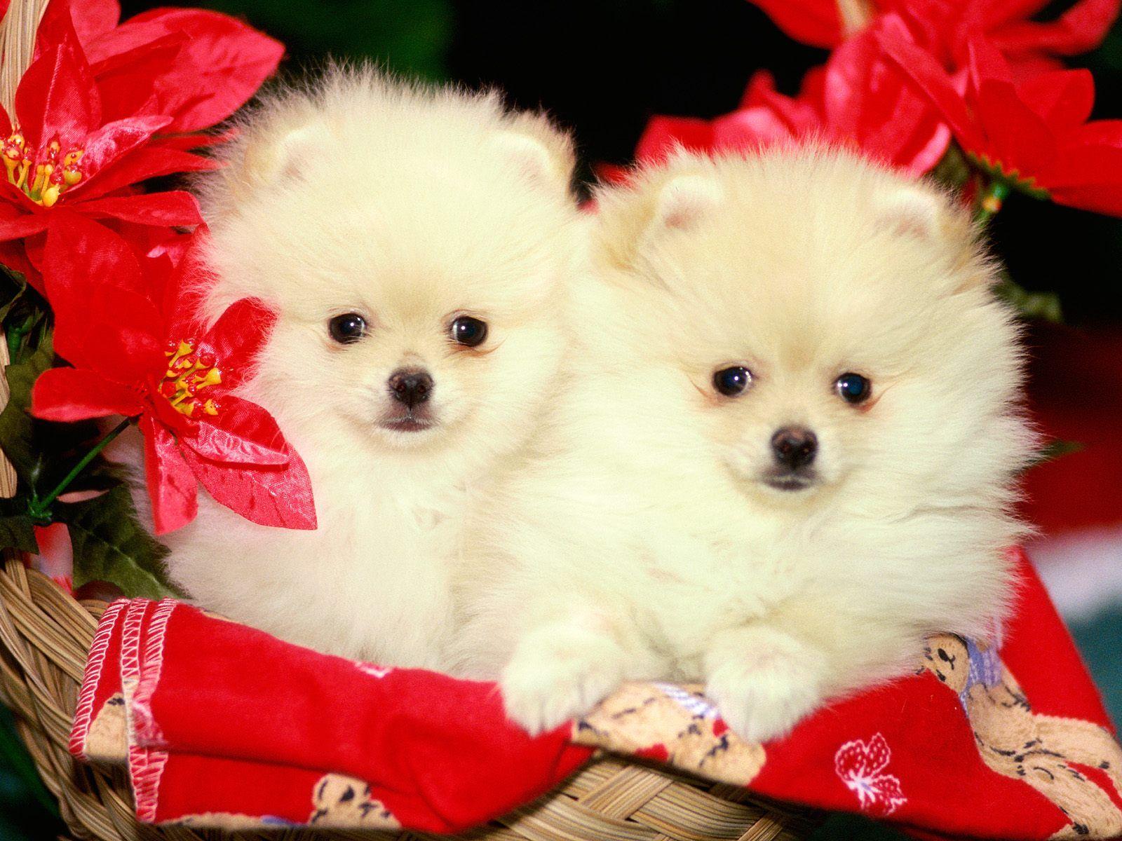 Christmas Pomeranian Puppies. Cute dog wallpaper, Cute white puppies, Cute dogs