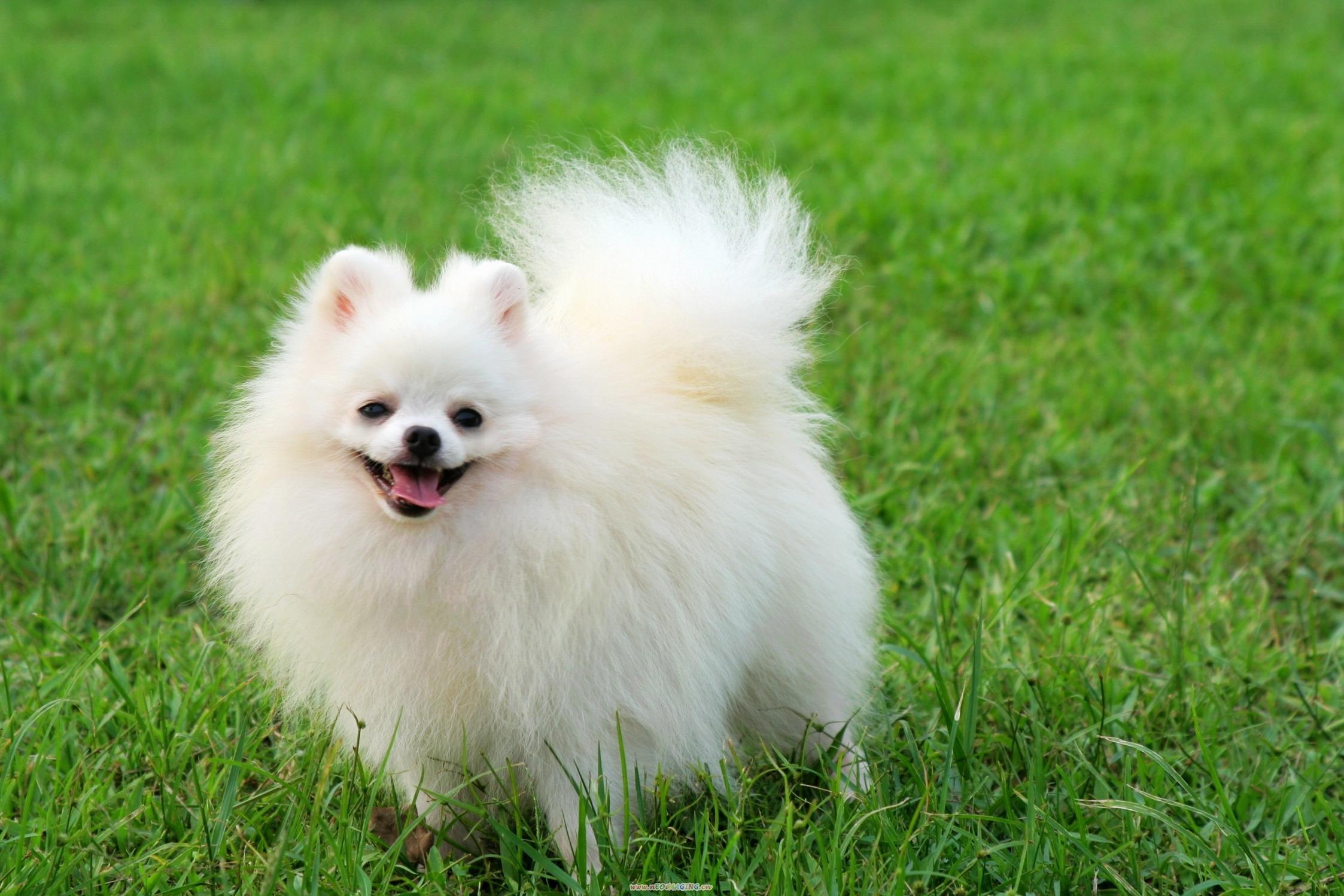 Pomeranian Puppies Wallpaper Android Apps on Google Play 2246x1498