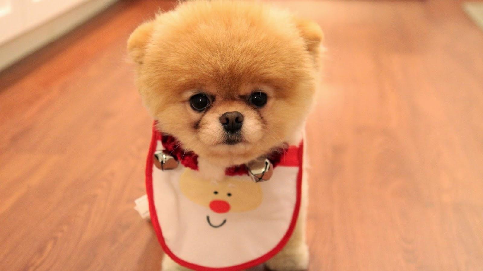 Pomeranian Puppy Wallpaper And Puppies Picture High Quality