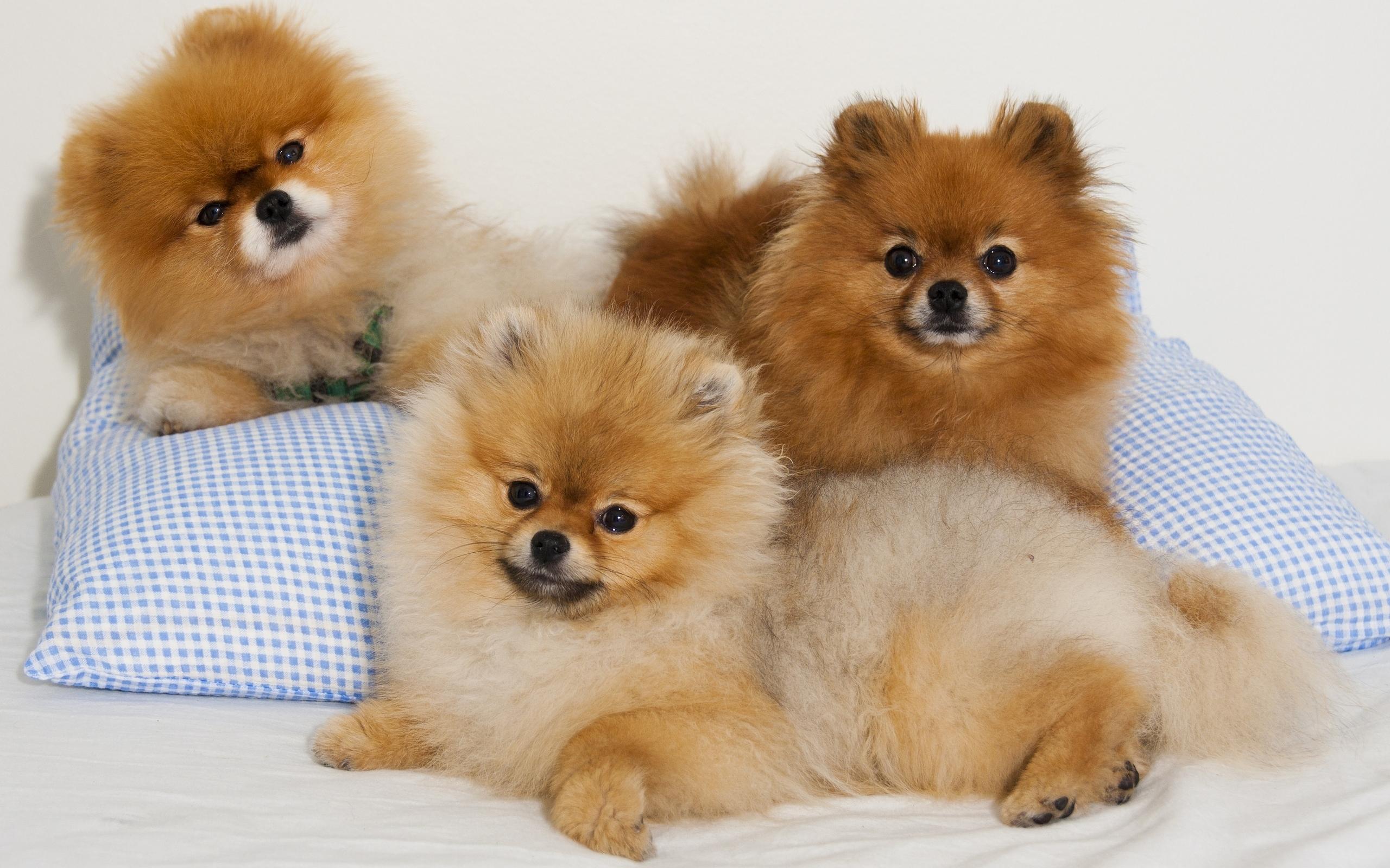 Download Coolest Pomeranian Puppies Wallpaper