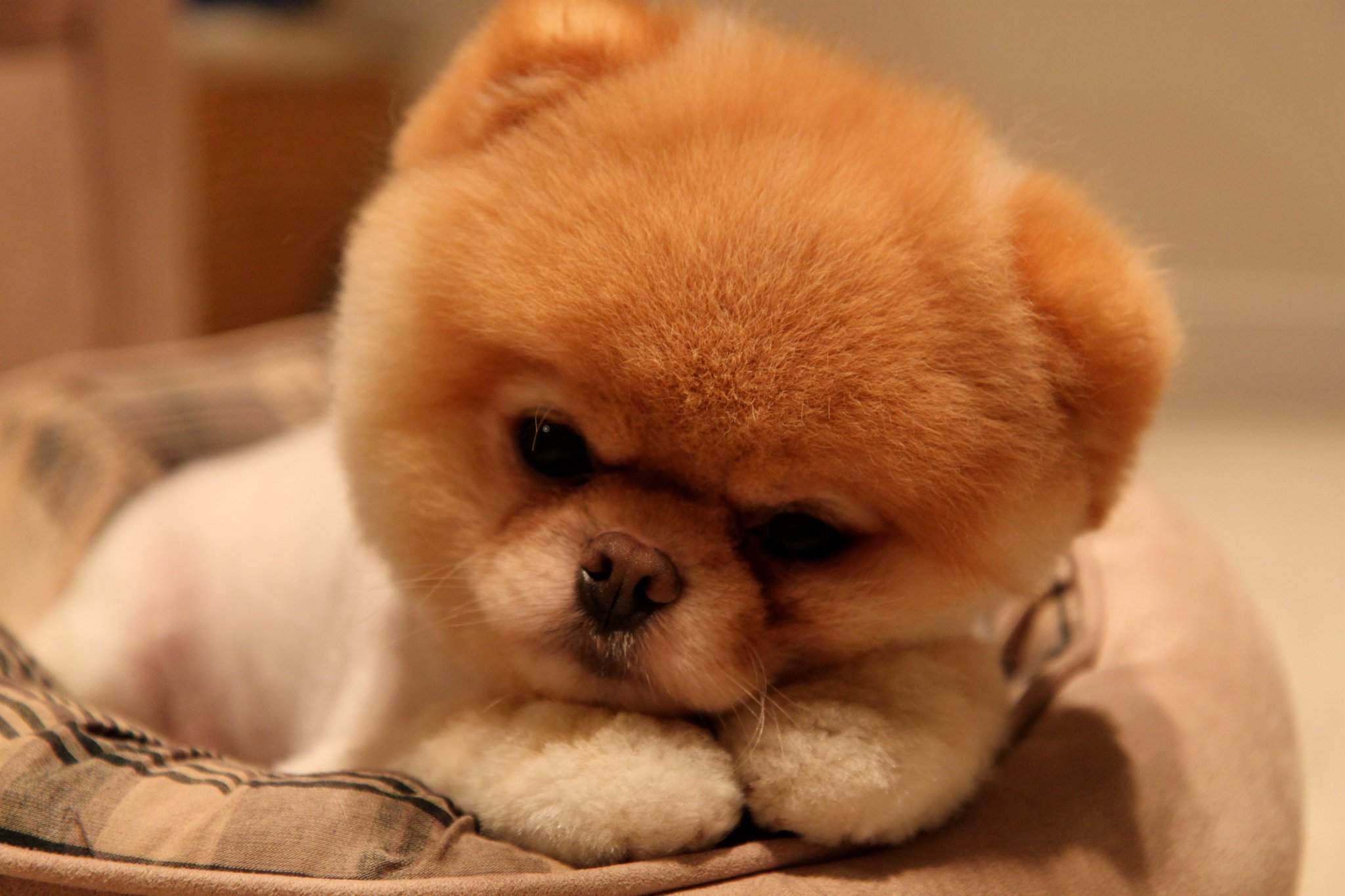 Cute Dog Pomeranian Puppy Wallpaper Wallpaper. Download HD