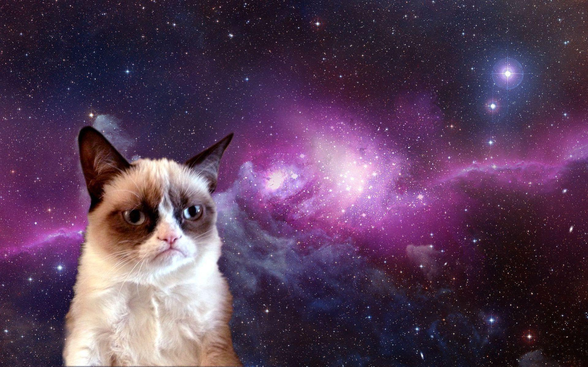 Grumpy Cat Free Wallpaper