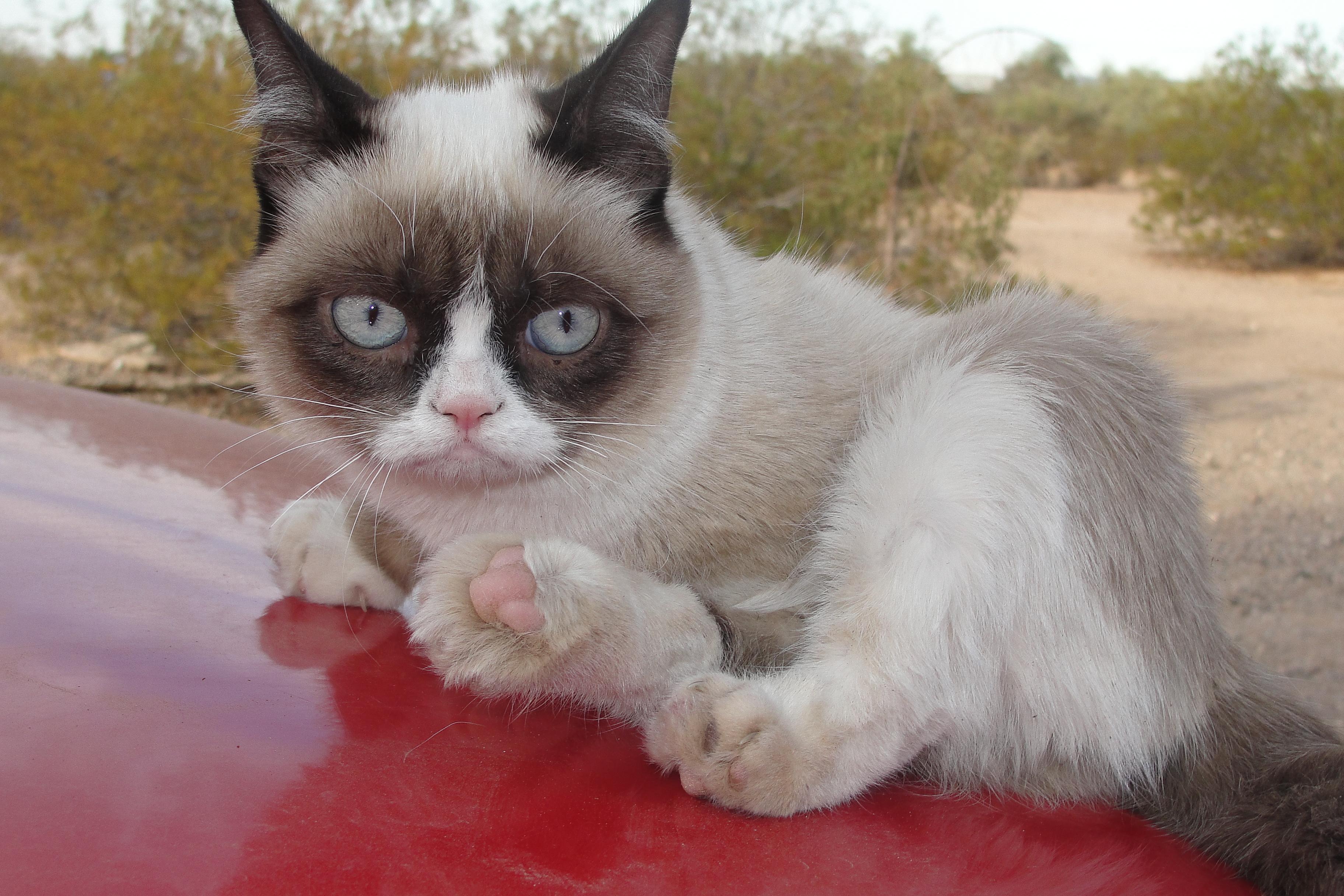 Grumpy Cat 1530