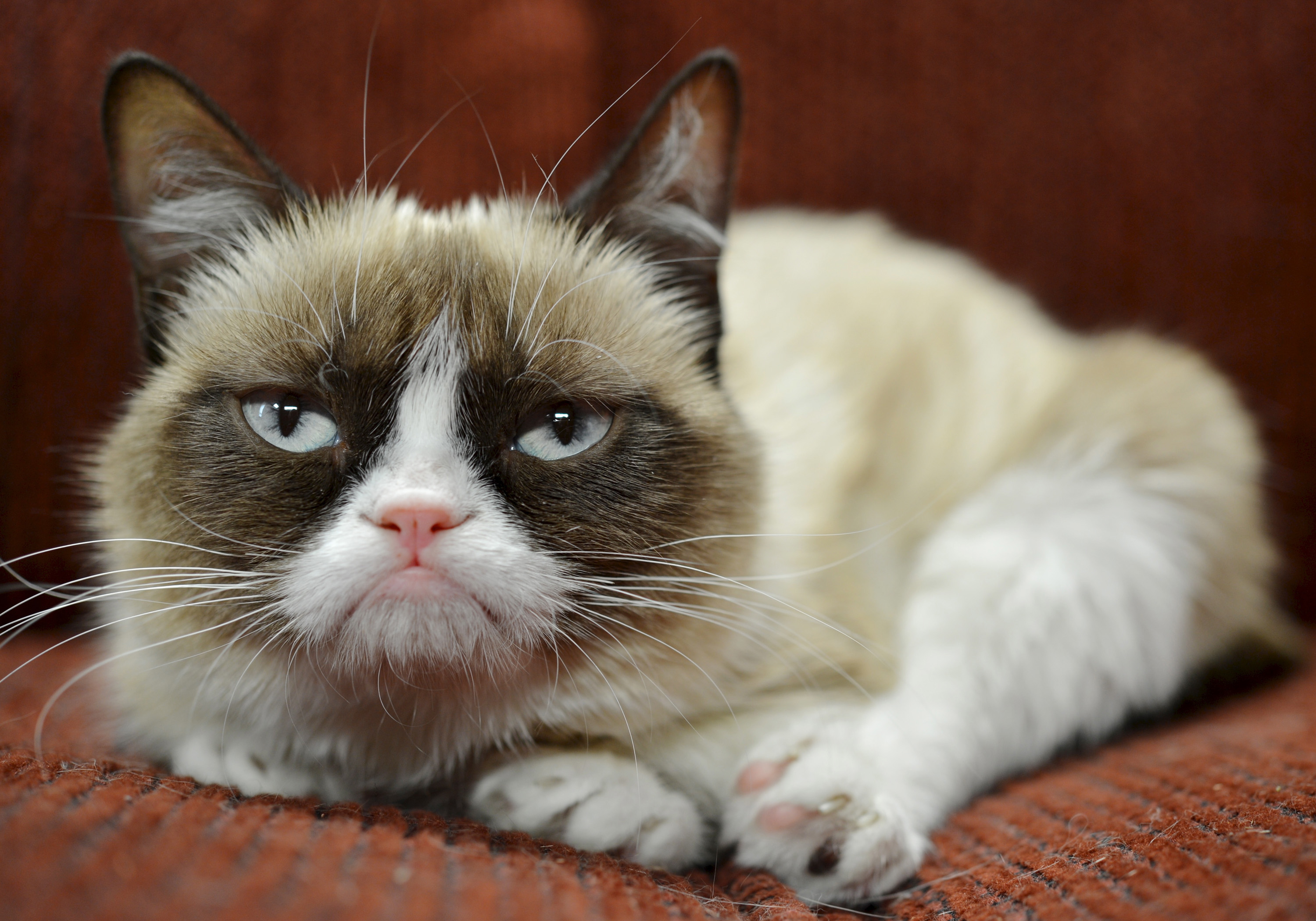 Grumpy Cat HD Desktop Wallpaper, Instagram photo, Background Image