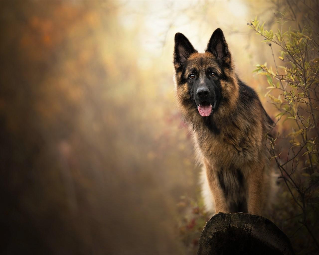 Download 1280x1024 German Shepherd, Dogs Wallpaper