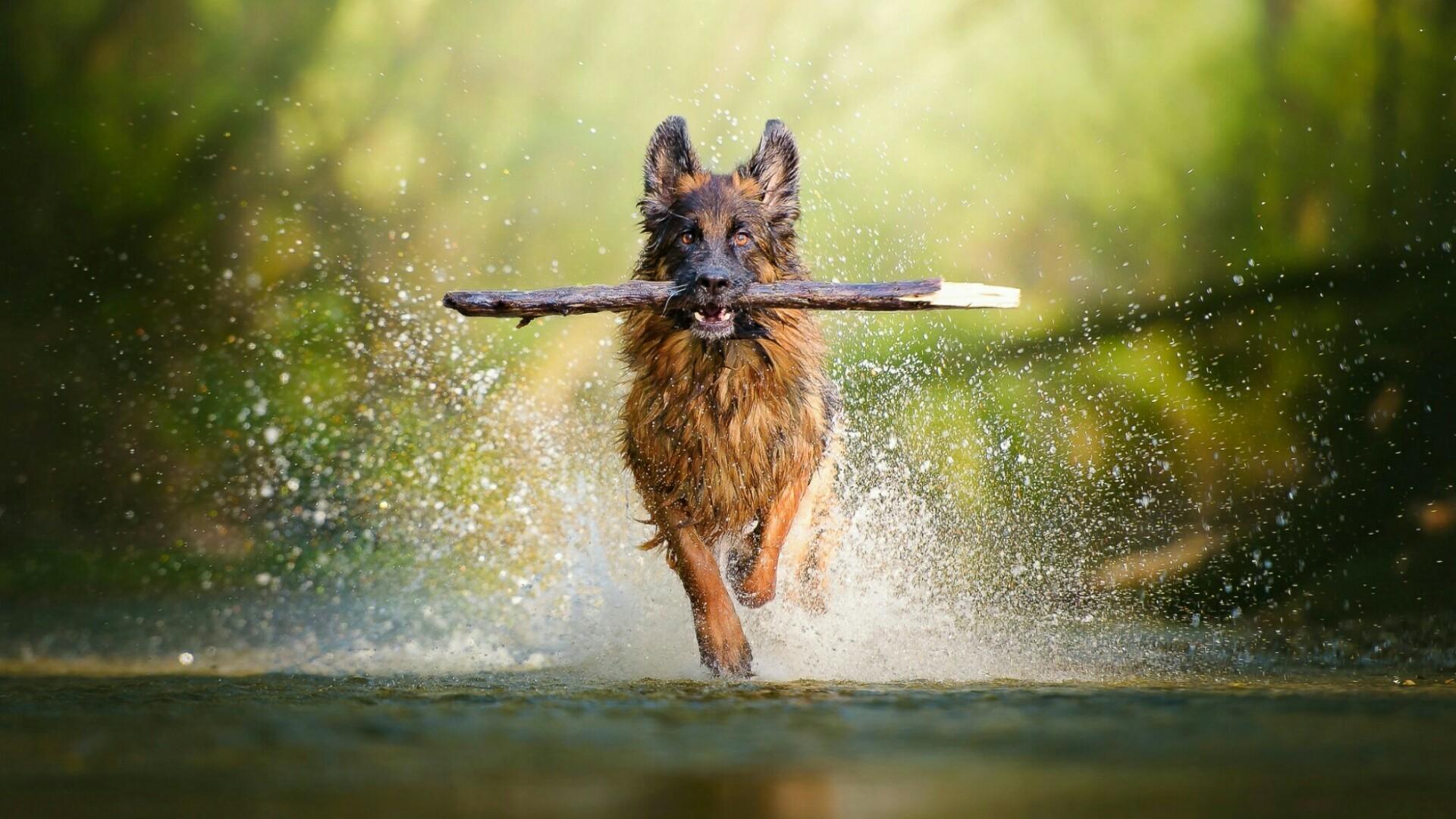 German Shepherd Wallpaper