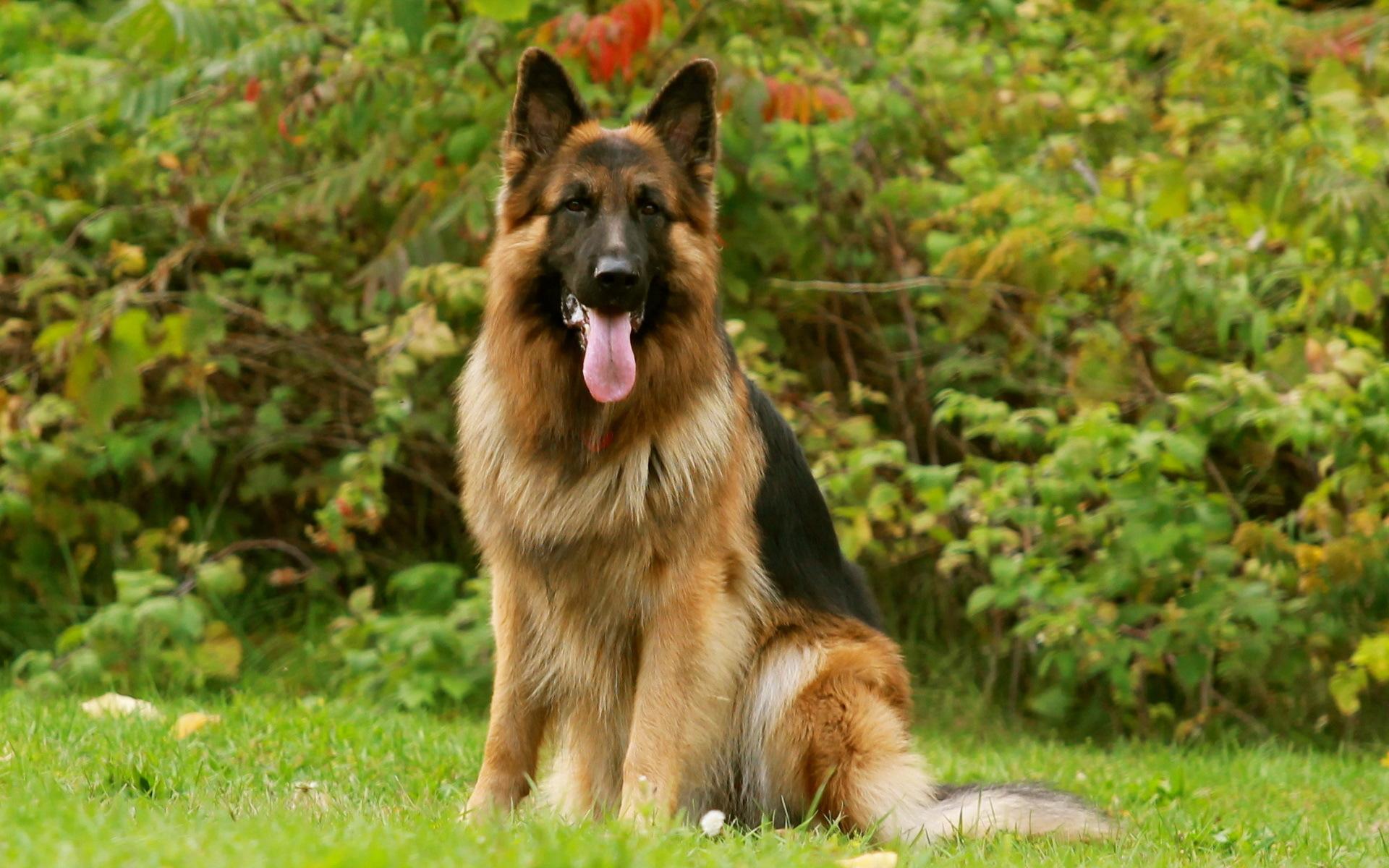 image Shepherd German Shepherd Dogs Animals 1920x1200