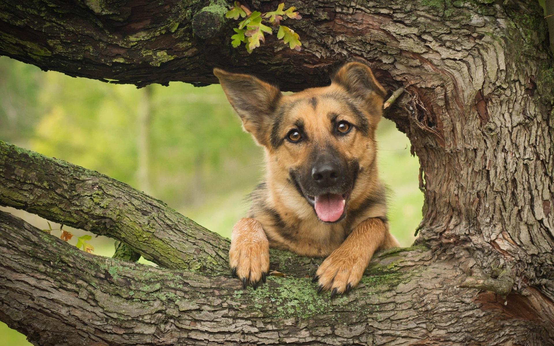 Wallpaper German shepherd, dog, wood, tree 2560x1440 QHD Picture, Image