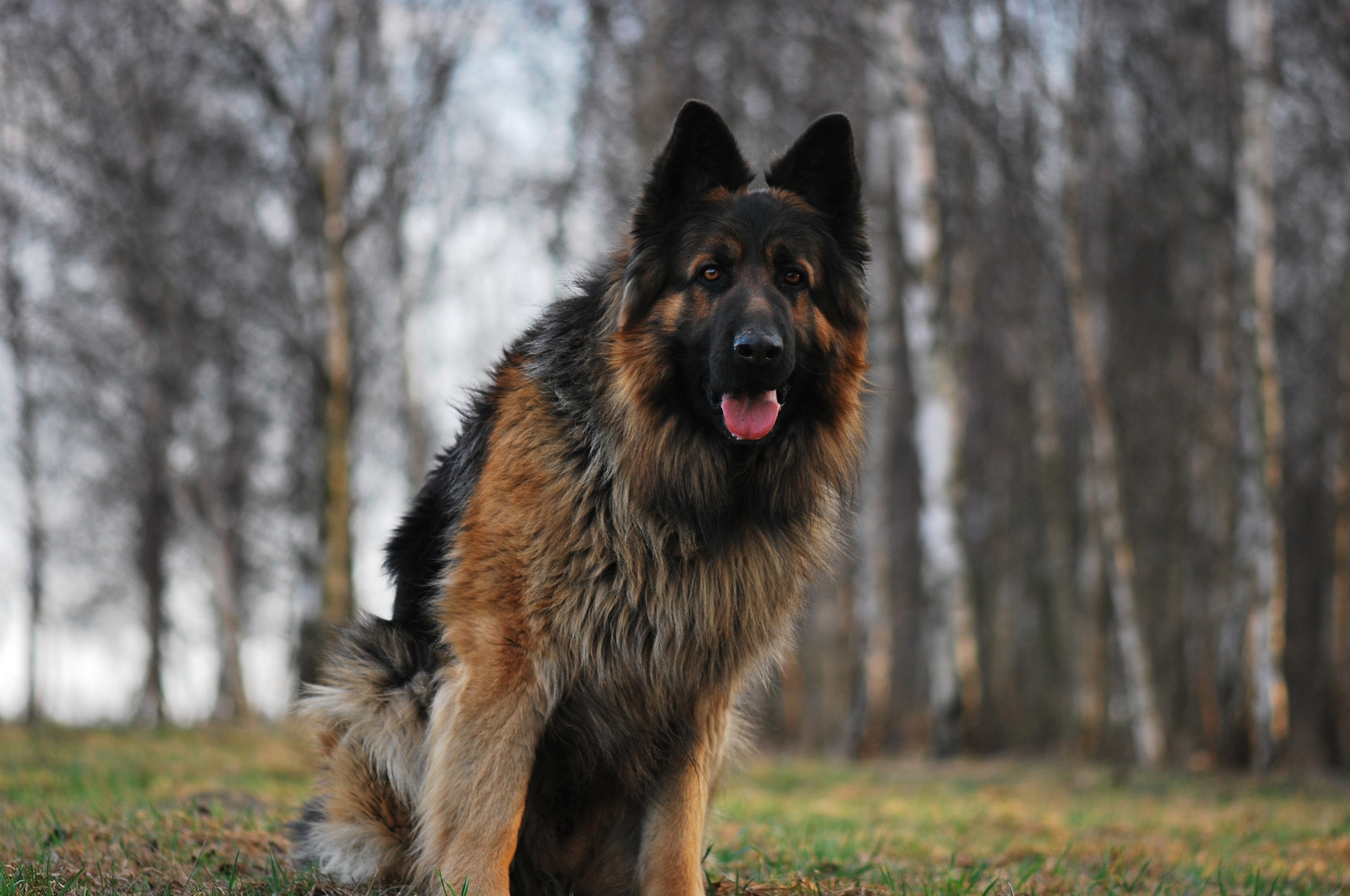 HD German Shepherd Dog Wallpaper