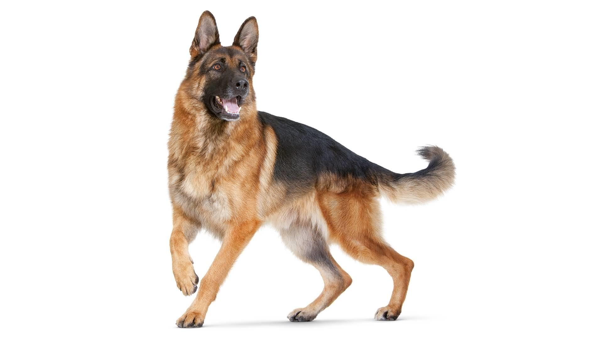 German Shepherd Wallpaper