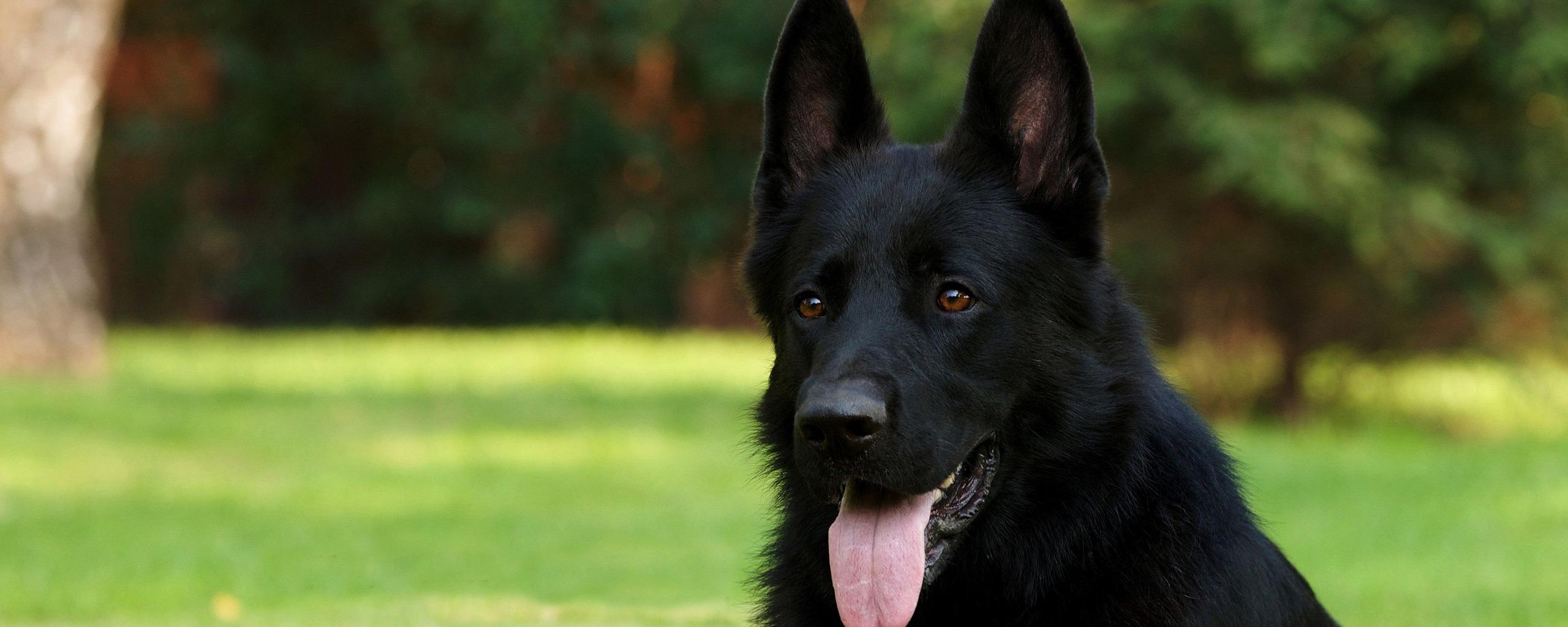 Download wallpaper 2560x1024 black shepherd, german shepherd, grass