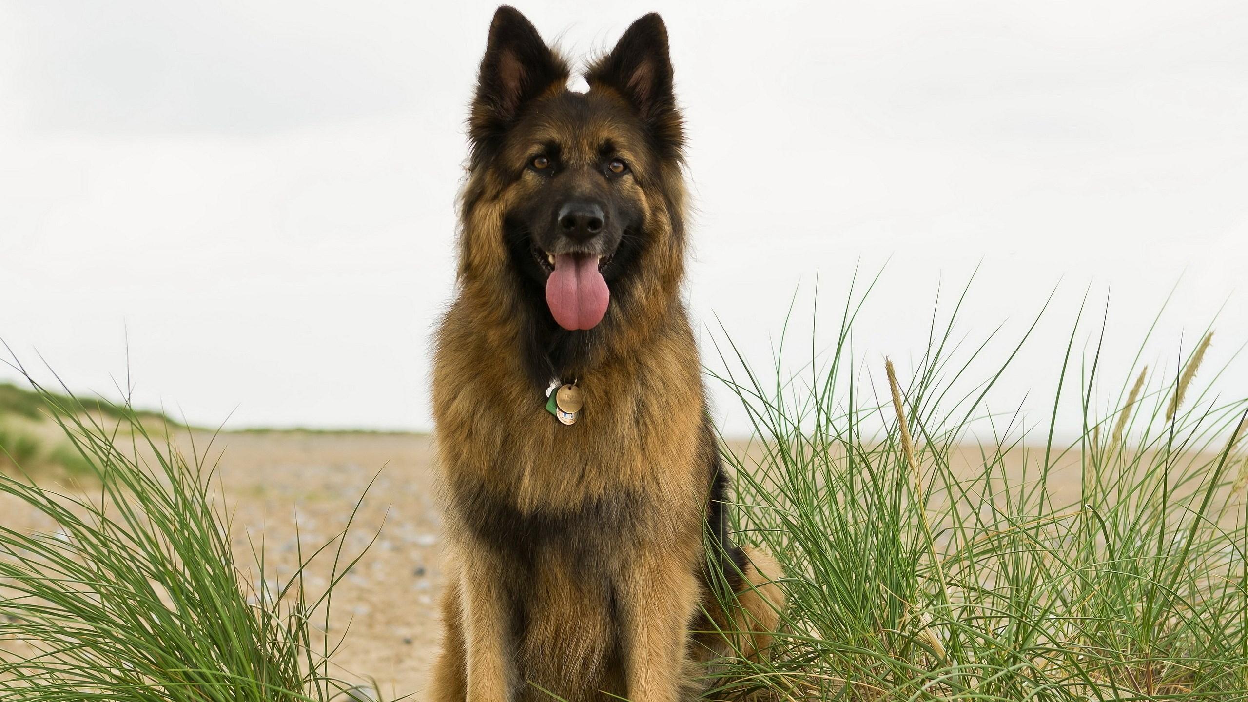 german shepherd dog wallpaper hd
