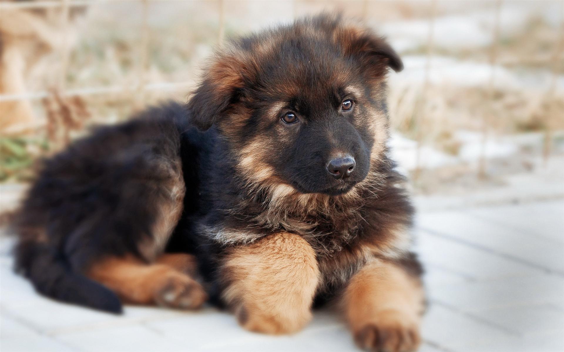 Wallpaper Cute German Shepherd dog 2560x1600 HD Picture, Image