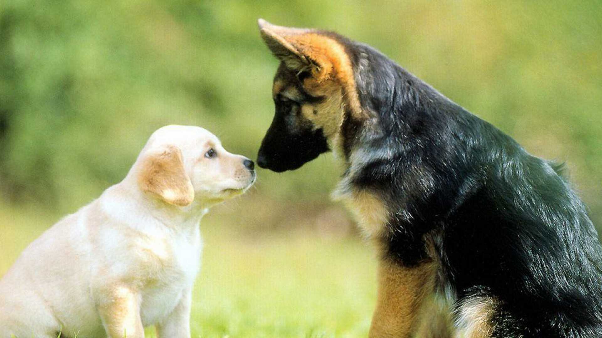 1920x1080px German Shepherd Dog Wallpaper