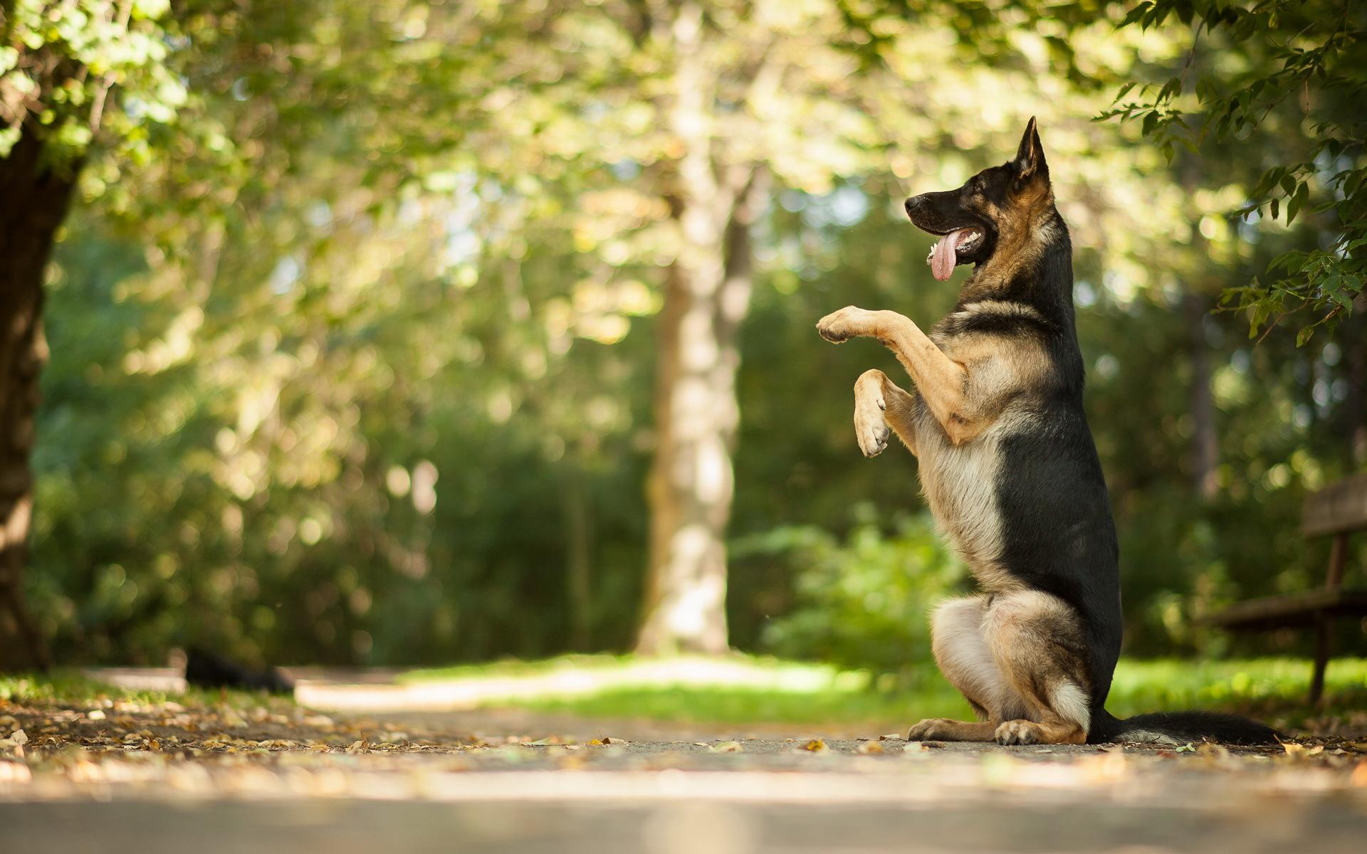 German Shepherd Dog HD Photo