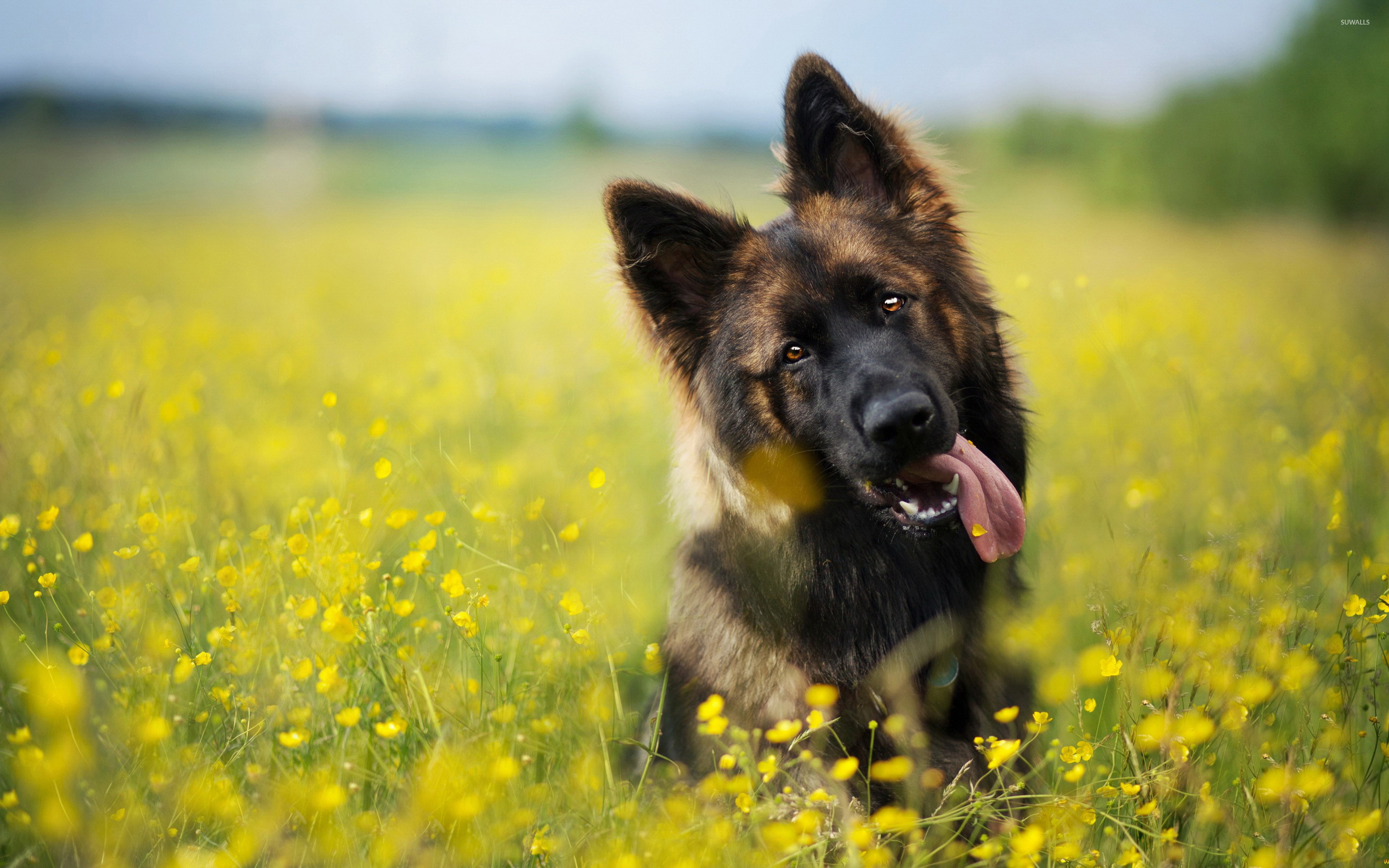 German Shepherd Wallpaper and Background Image