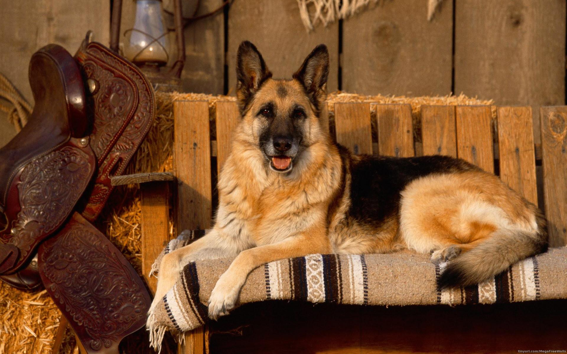 German Shepherd Awesome HD Wallpaper & Background HD Wallpaper