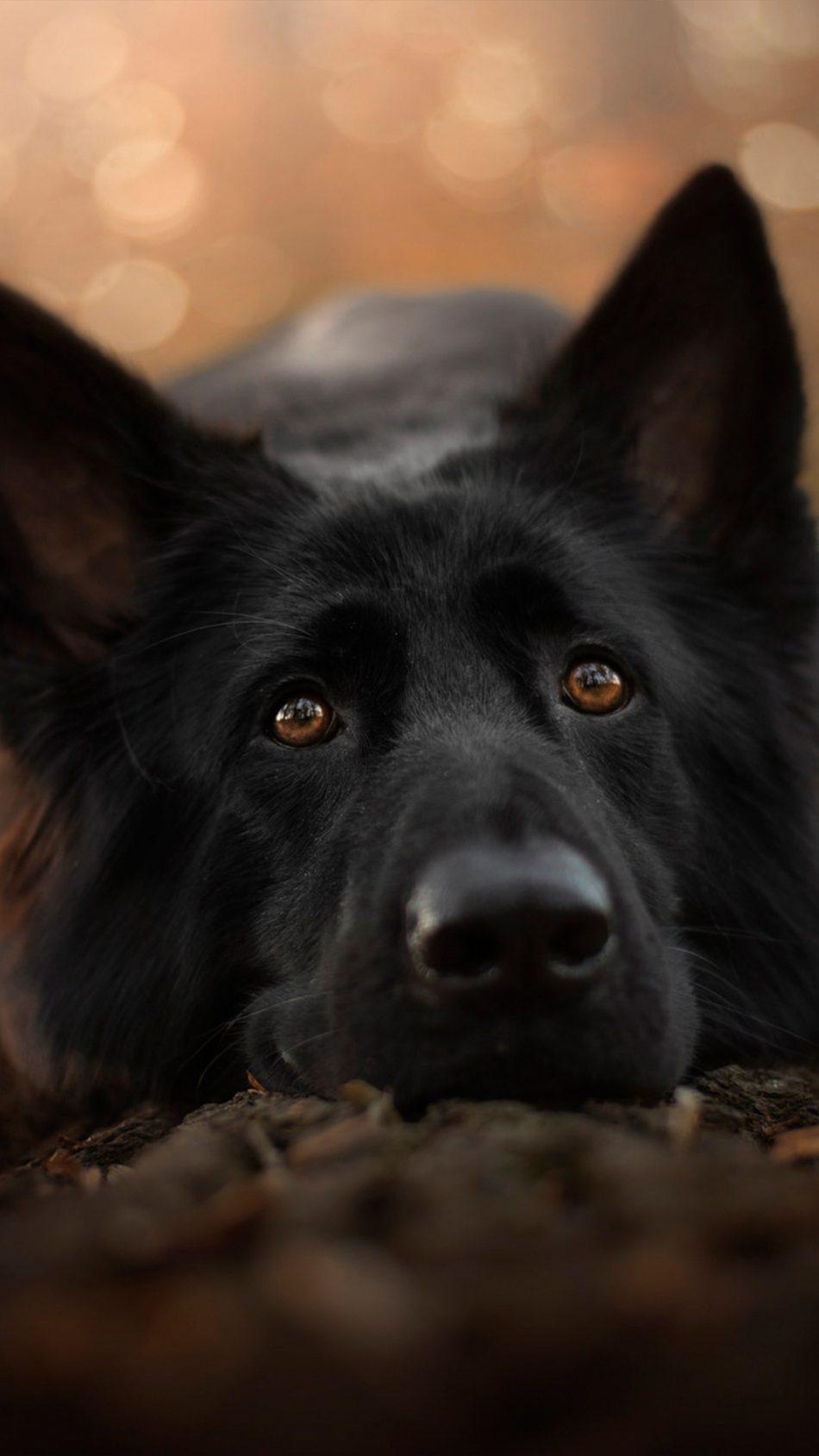 Download German Shepherd Black Pet Dog Free Pure 4K Ultra HD