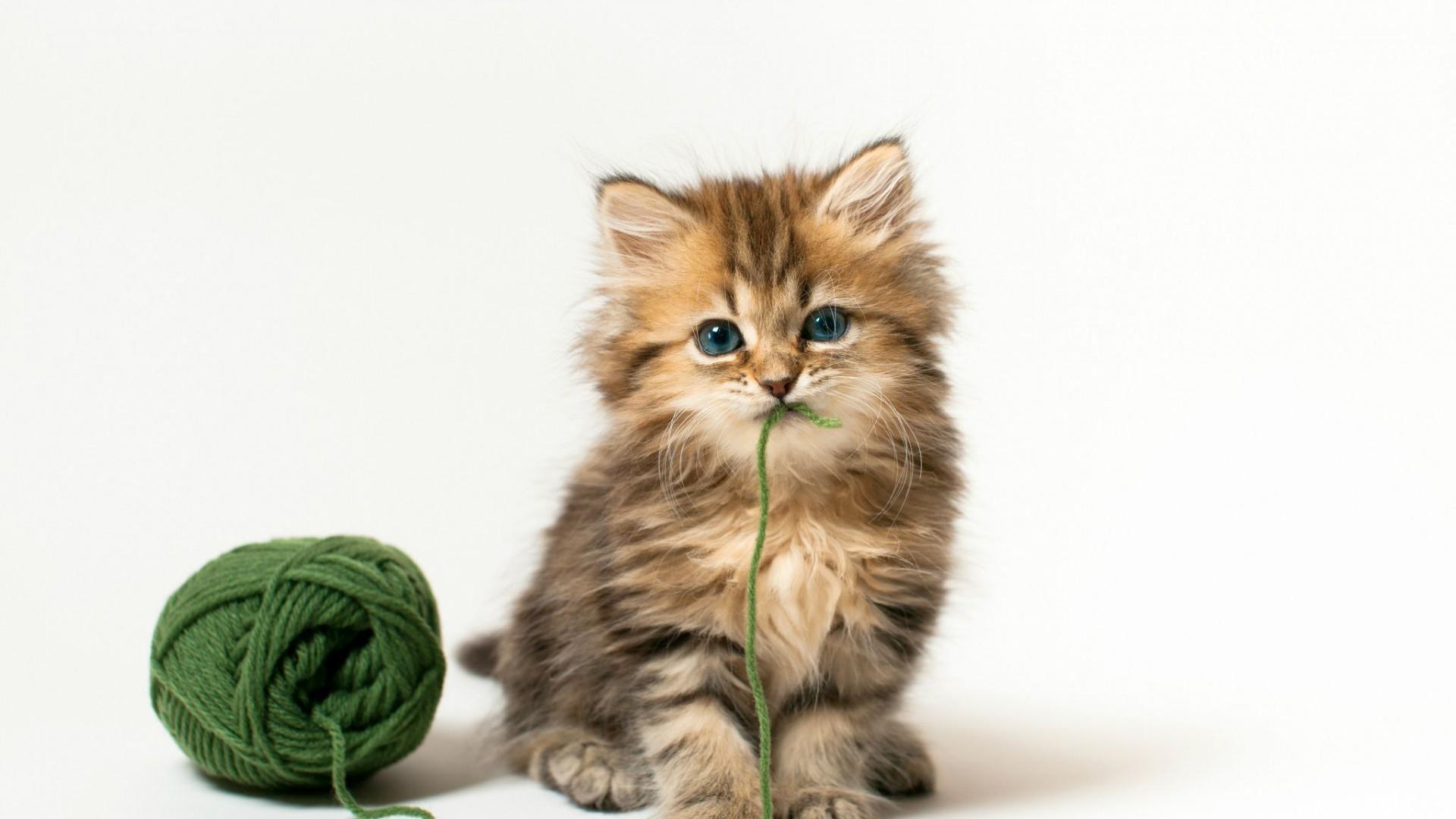 Kitten Image Wallpaper