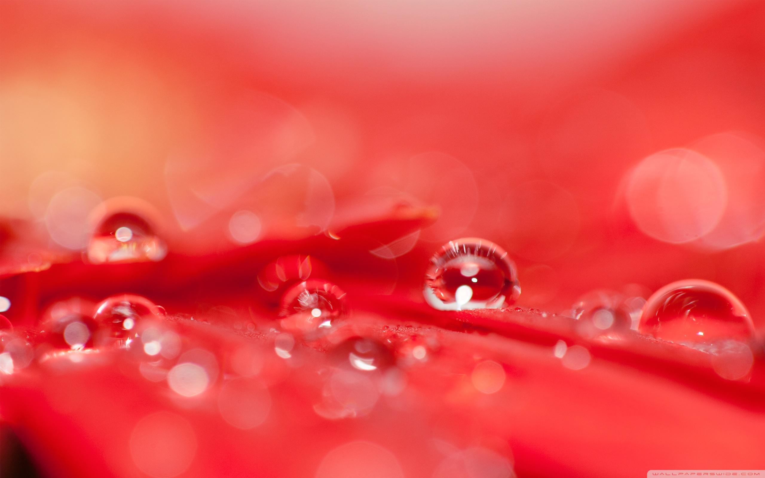 Flowers In Drops Wallpaper 8 X 1600