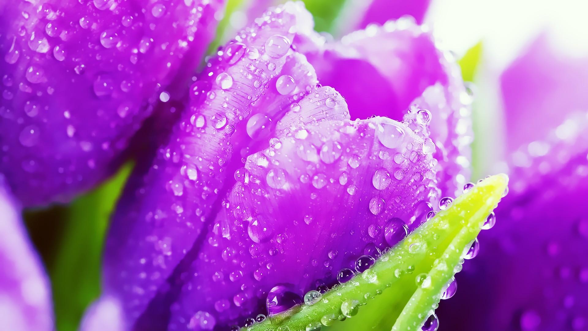 Water Drops On Flowers Wallpaper 1920x1080 px