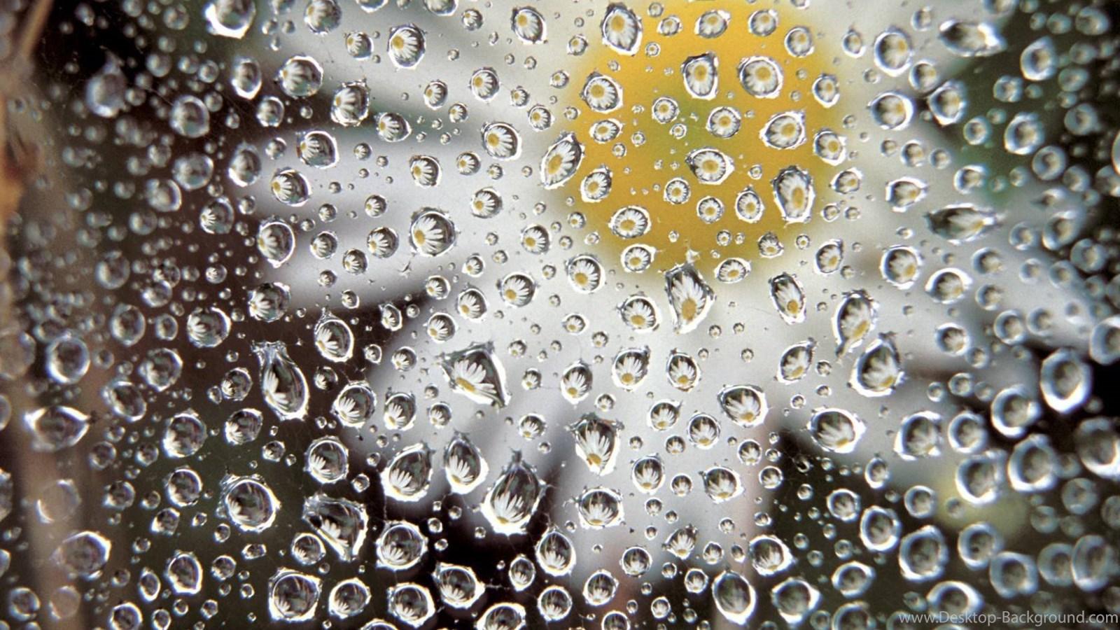 Dew Drops Wallpaper Desktop Background