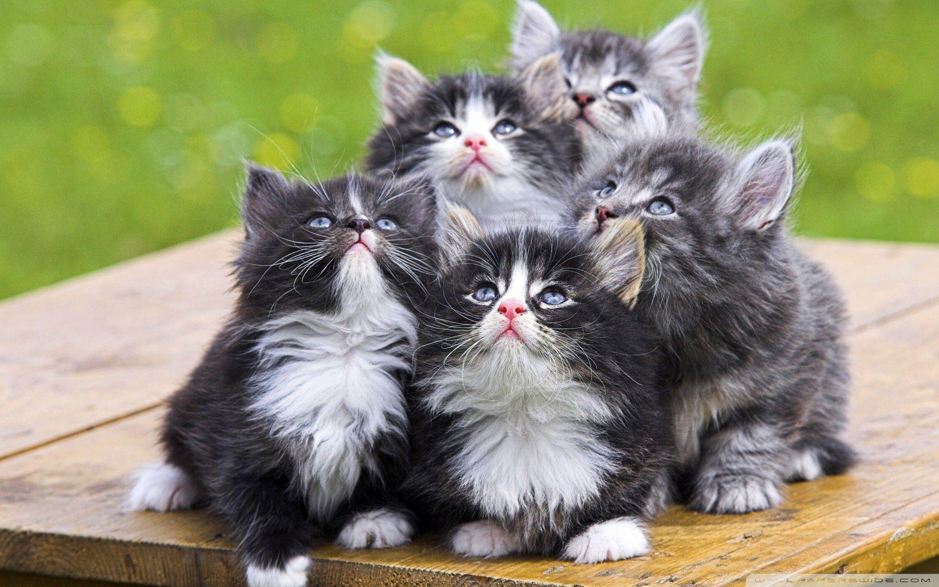 Fluffy Kittens Wallpaper