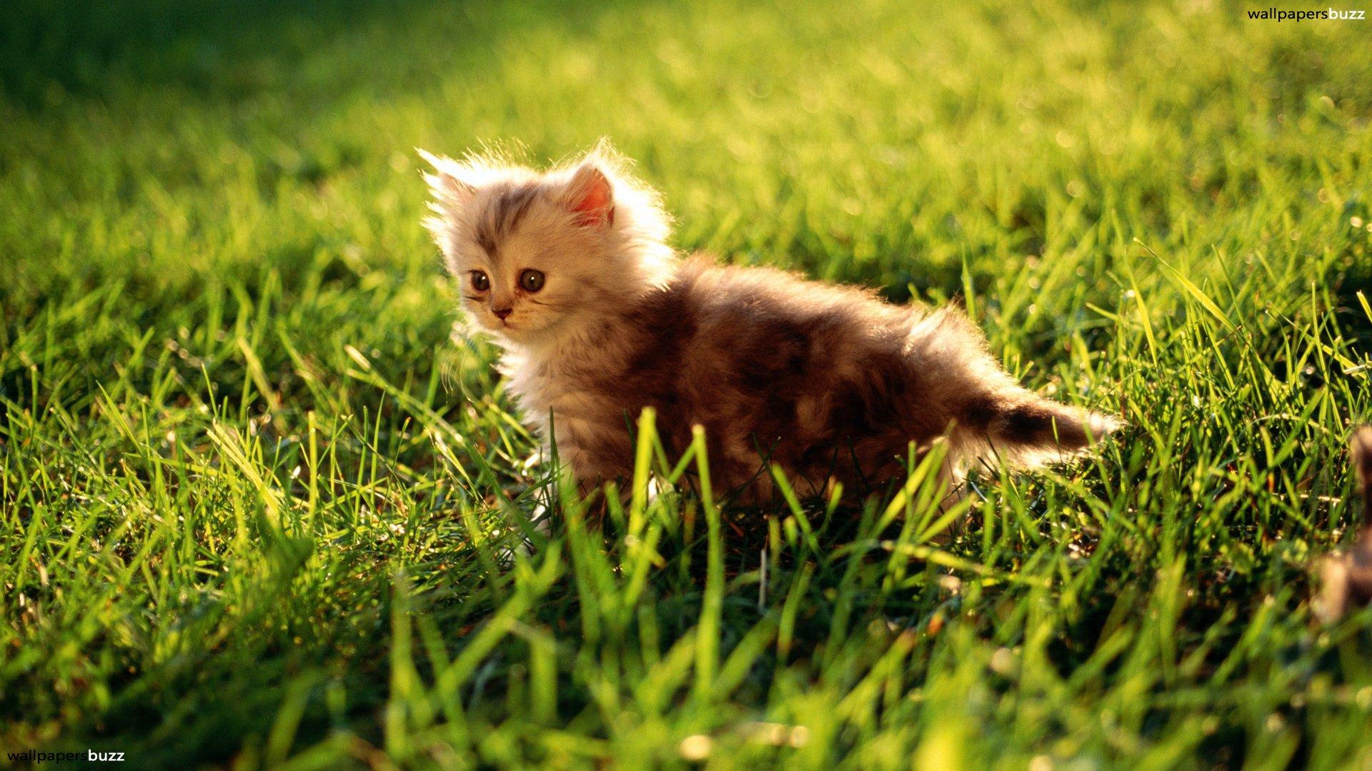 Fluffy Kitten HD Wallpaper, Background Image