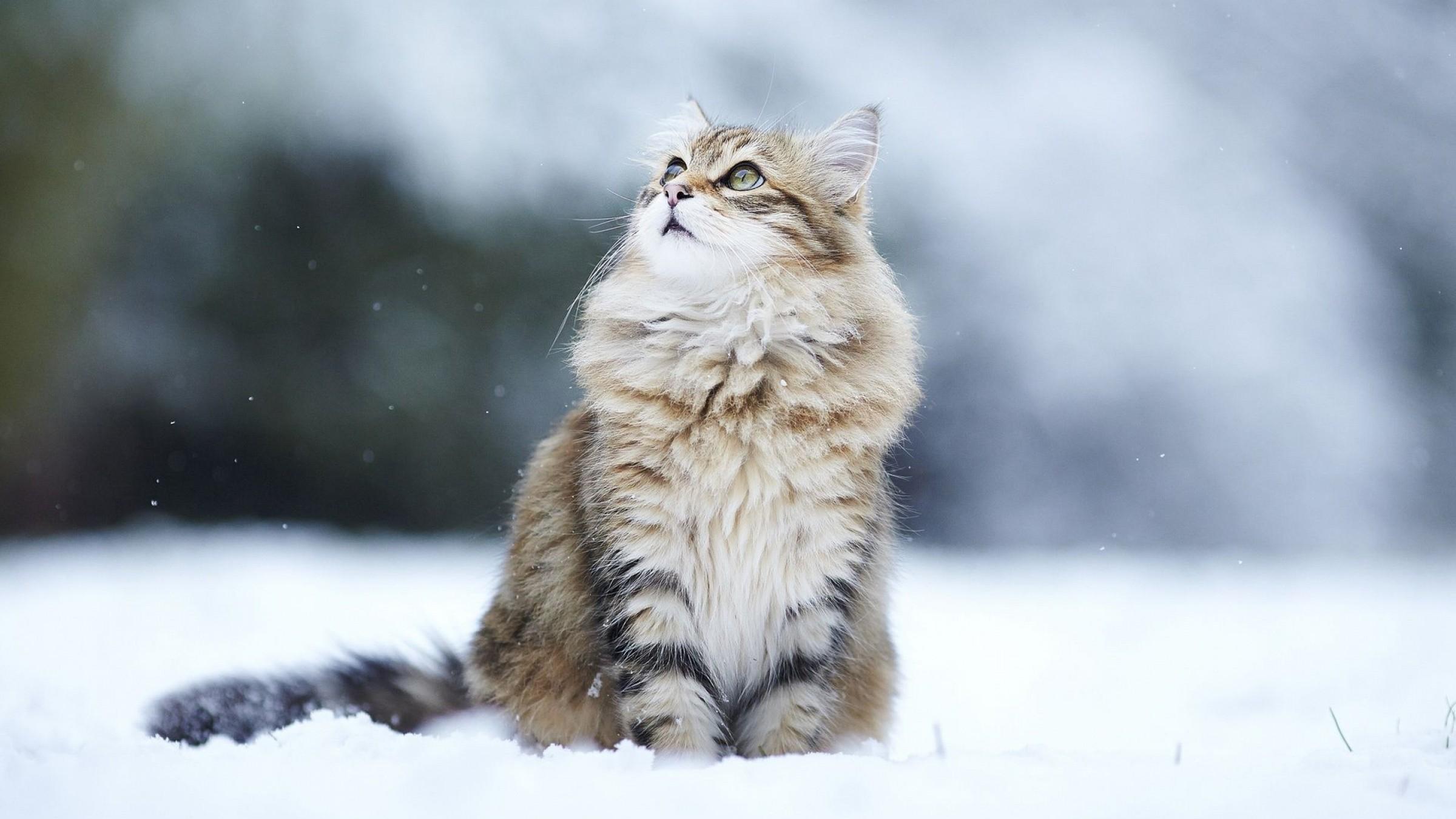 Fluffy Cat In Snow