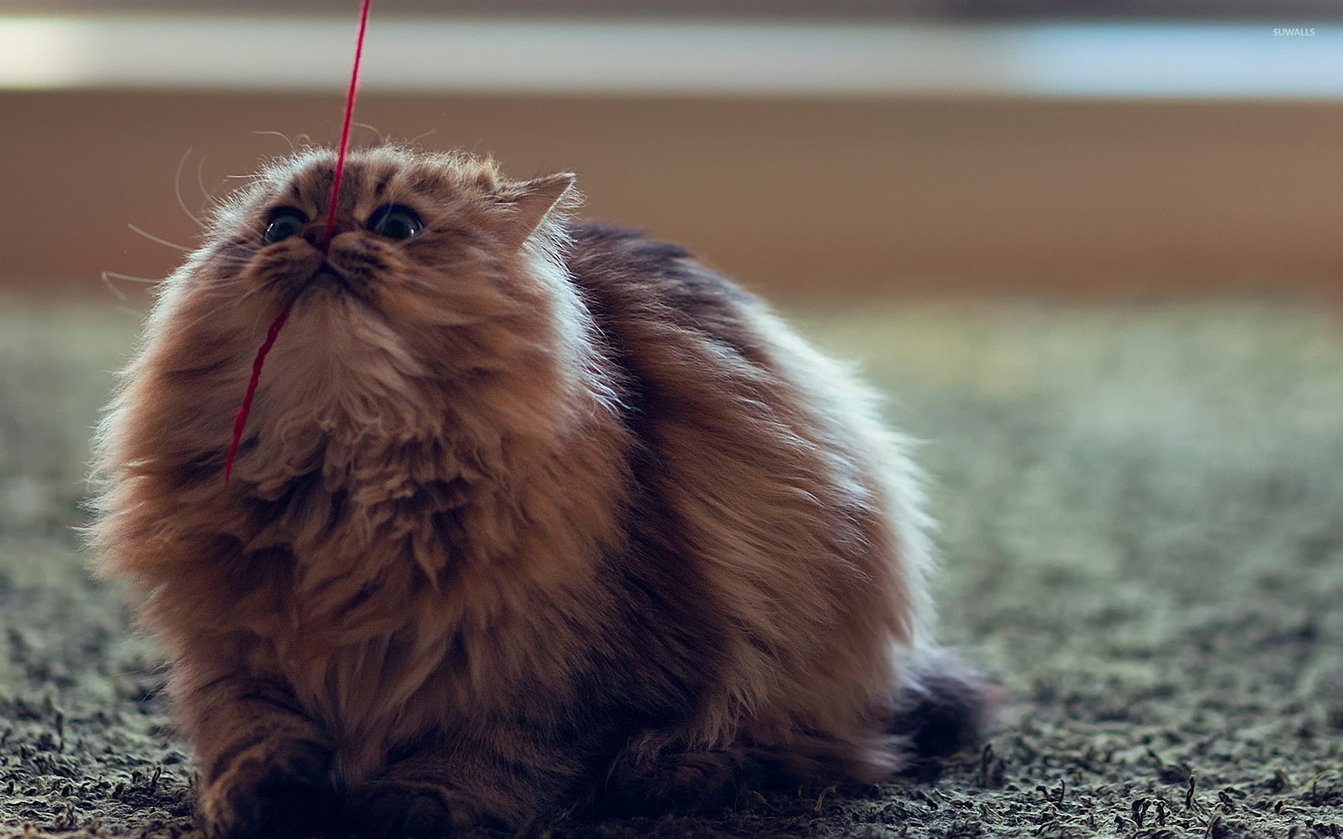Fluffy cat playing with a red string wallpaper wallpaper