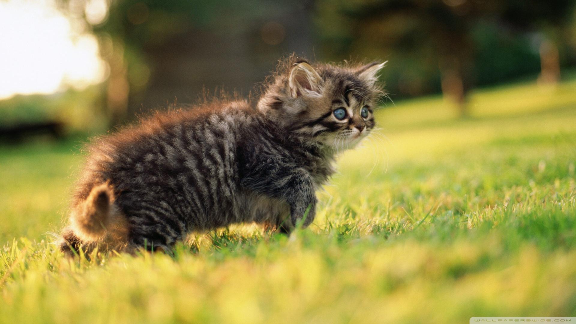 Cute Fluffy Kitten ❤ 4K HD Desktop Wallpaper for 4K Ultra HD TV