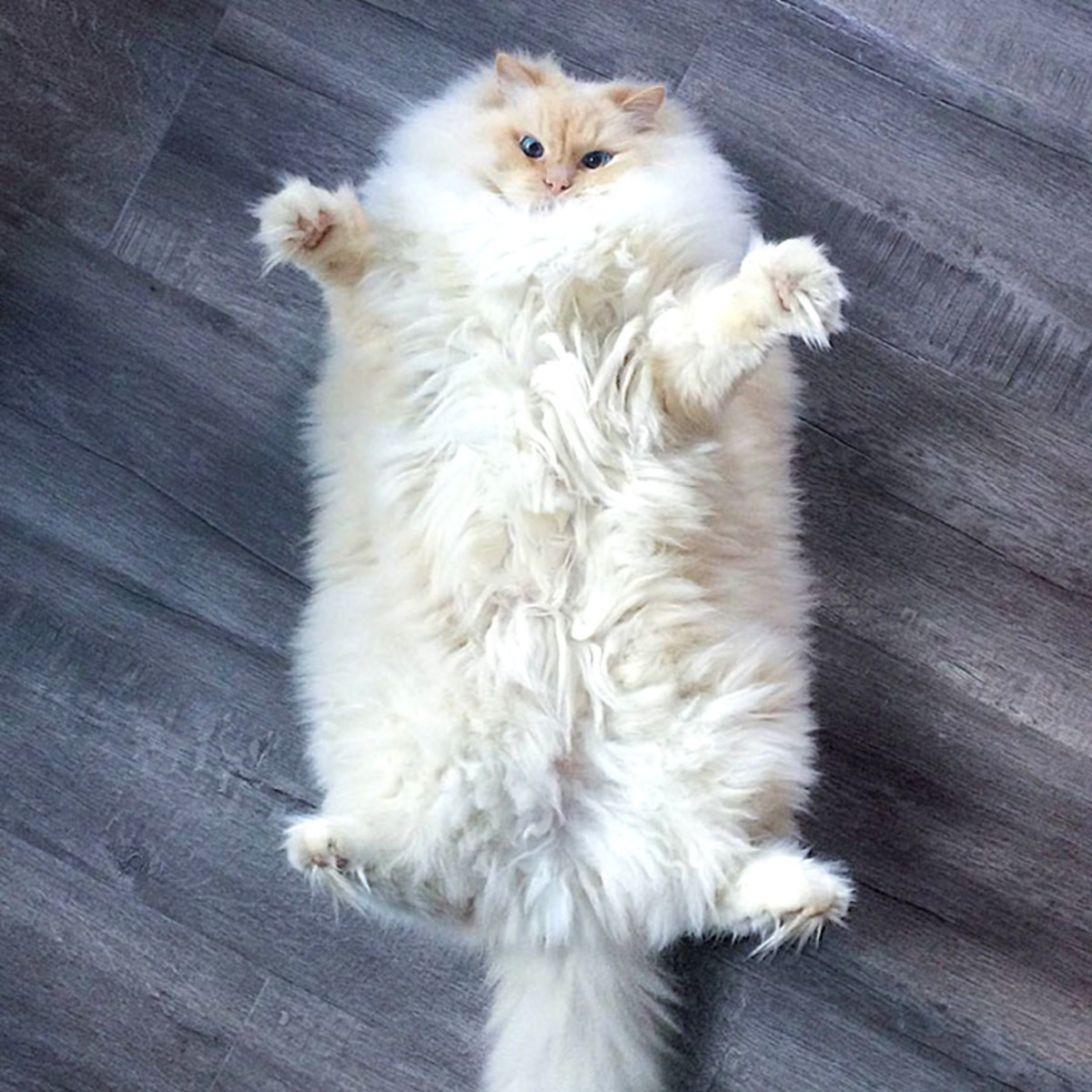 Fluffy Cat.