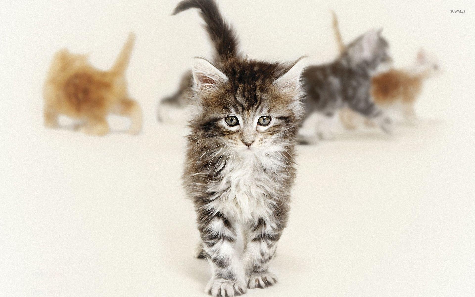 Cute fluffy kitten wallpaper wallpaper
