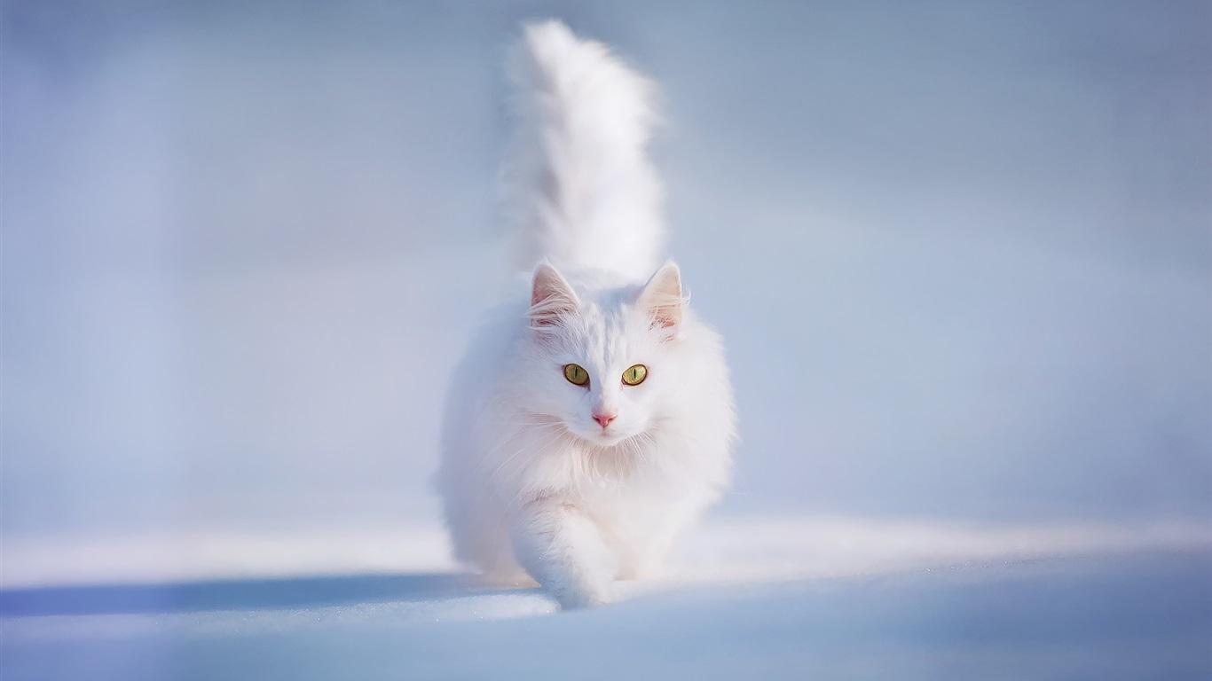 Wallpaper White fluffy cat, yellow eyes, snow, winter 1920x1200 HD