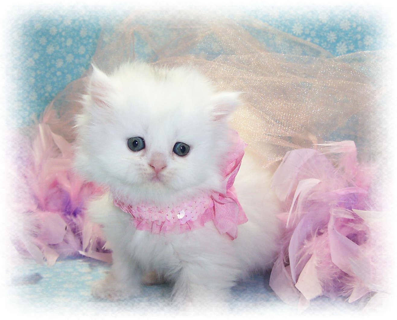 Pretty Miss Kitty Wallpaper and Background Imagex1061
