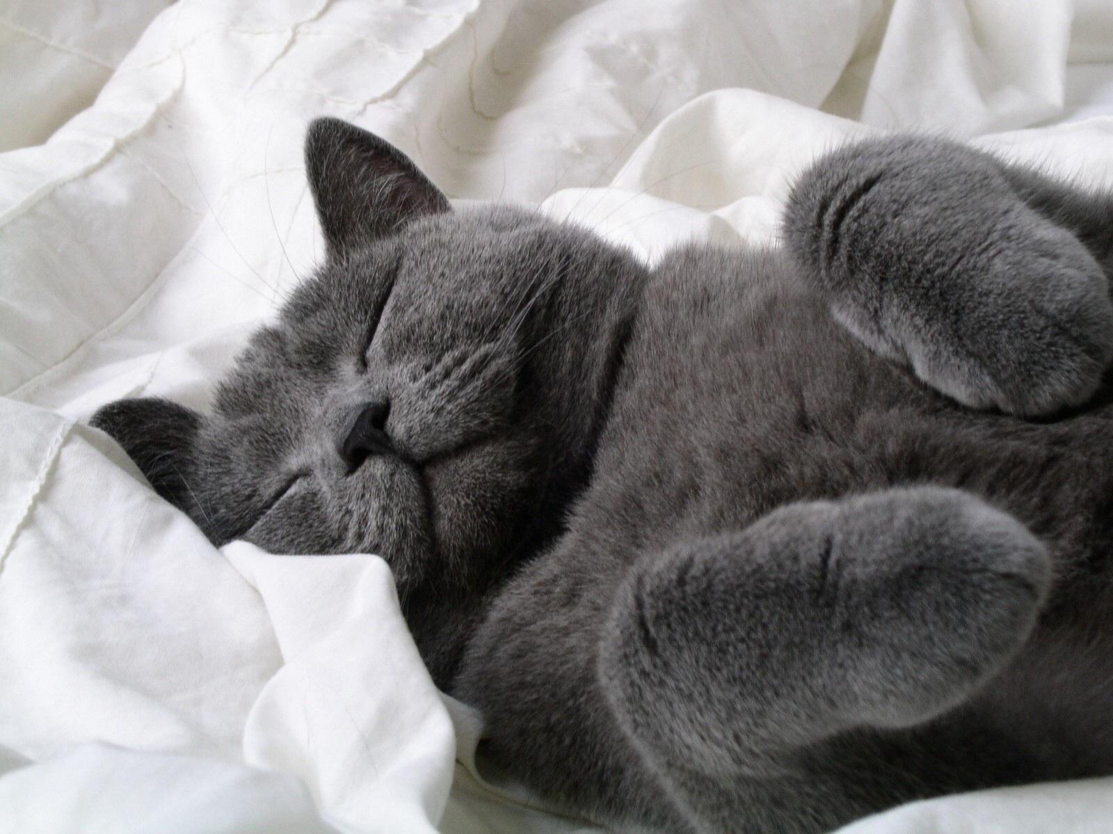 Fluffy Grey Cat wallpaper. Fluffy Grey Cat