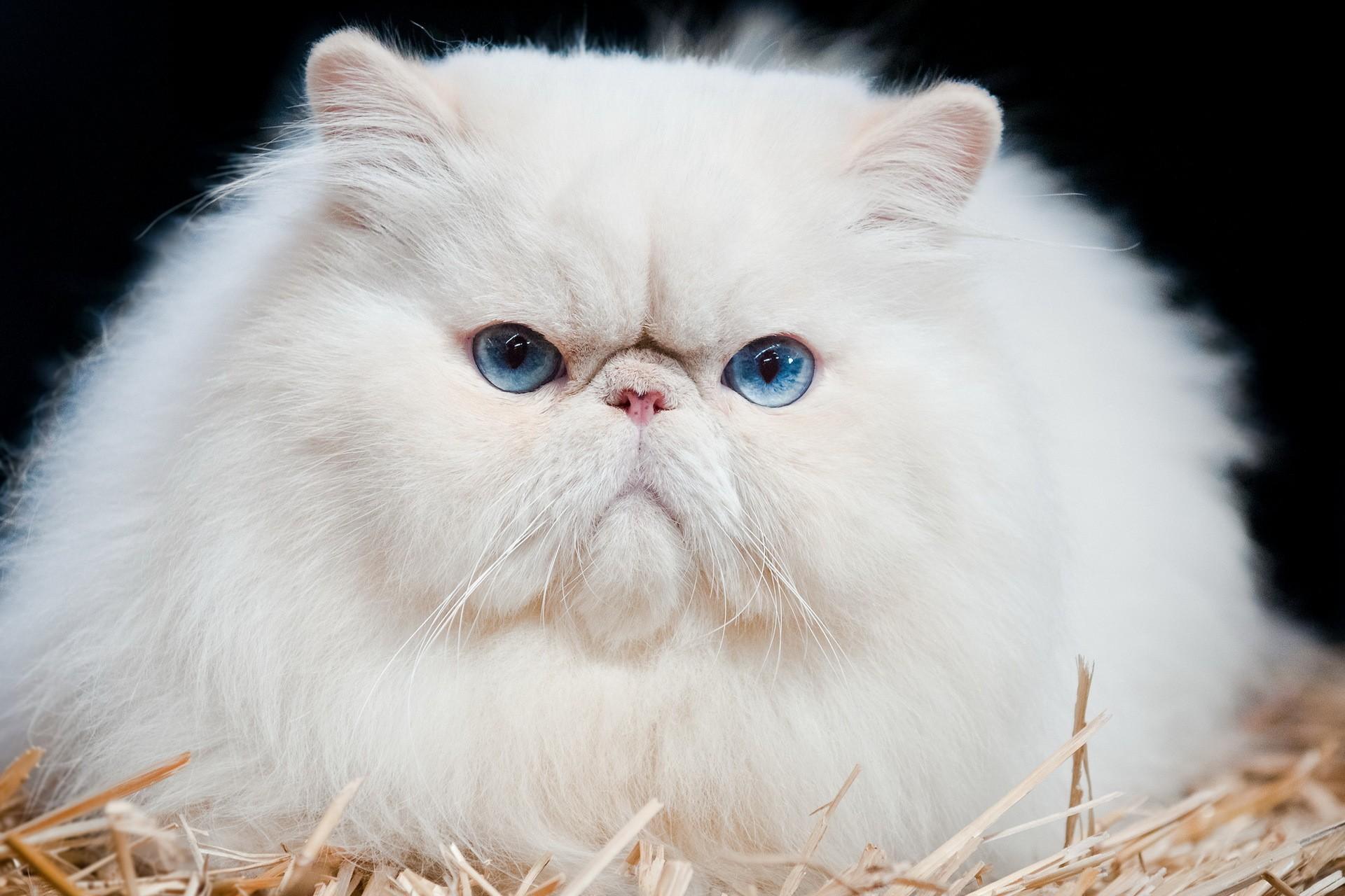 Animal White Fluffy Cat Animals Cool Cats Wallpaper Cat HD 16:9