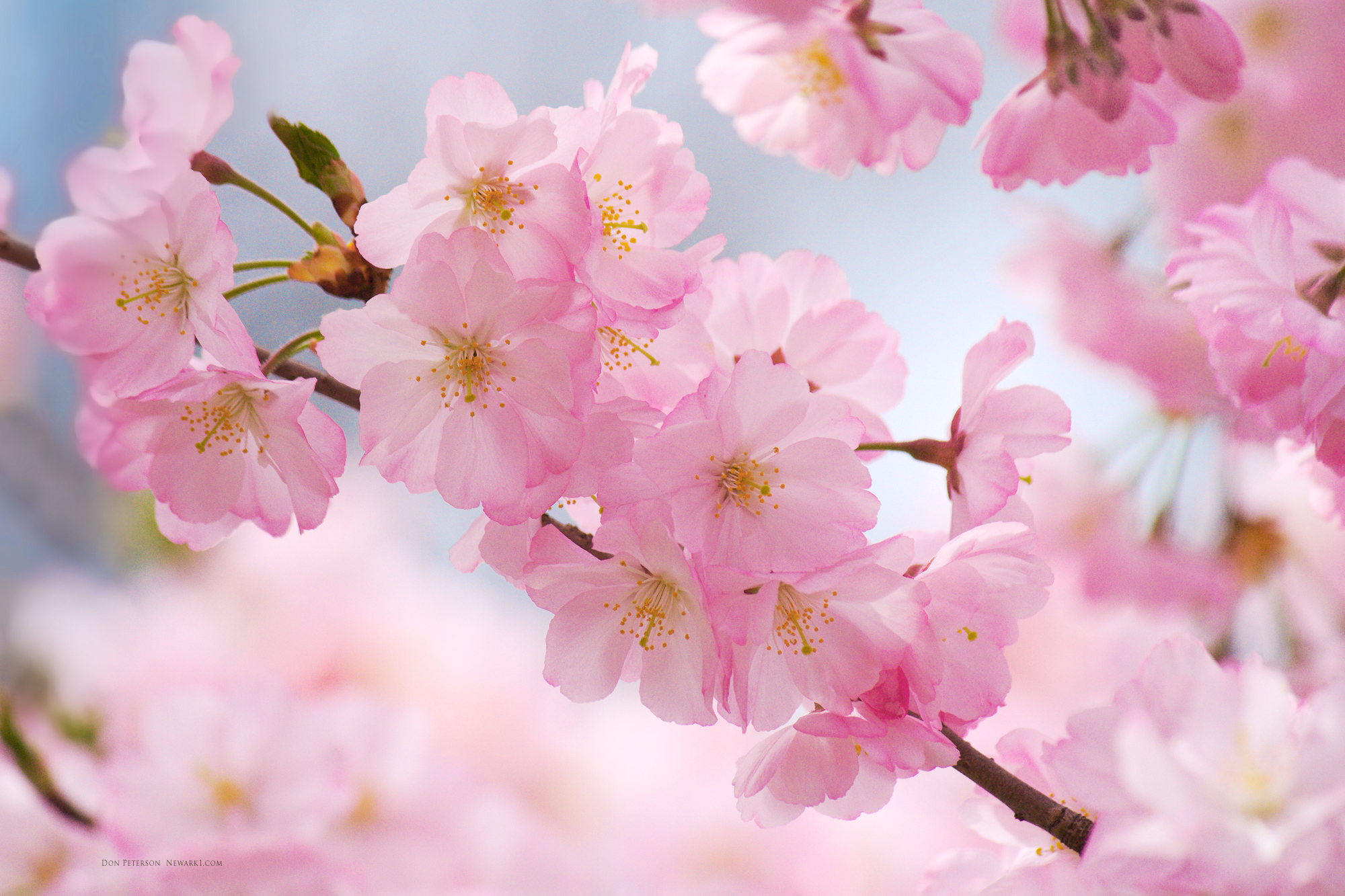 Free Cherry Blossom Wallpaper Brook Park
