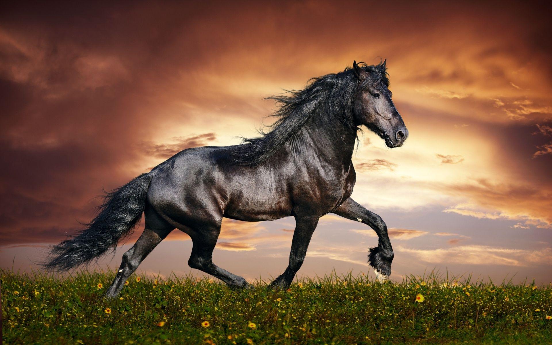 Dark Black Arabian Horse Wallpaper. Horses. Horse wallpaper, Horse