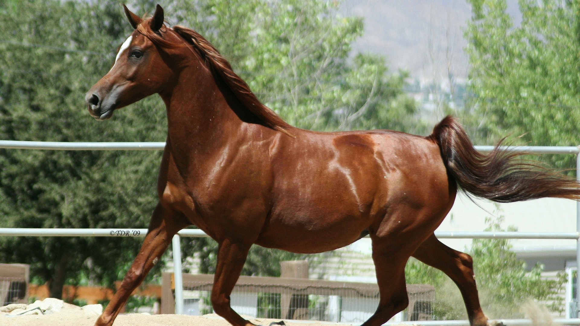 Arabian Horse Wallpaper, Picture, Image