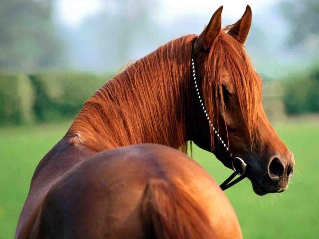 arabian horses. Download Horses Picture and Wallpaper, 'Arabian