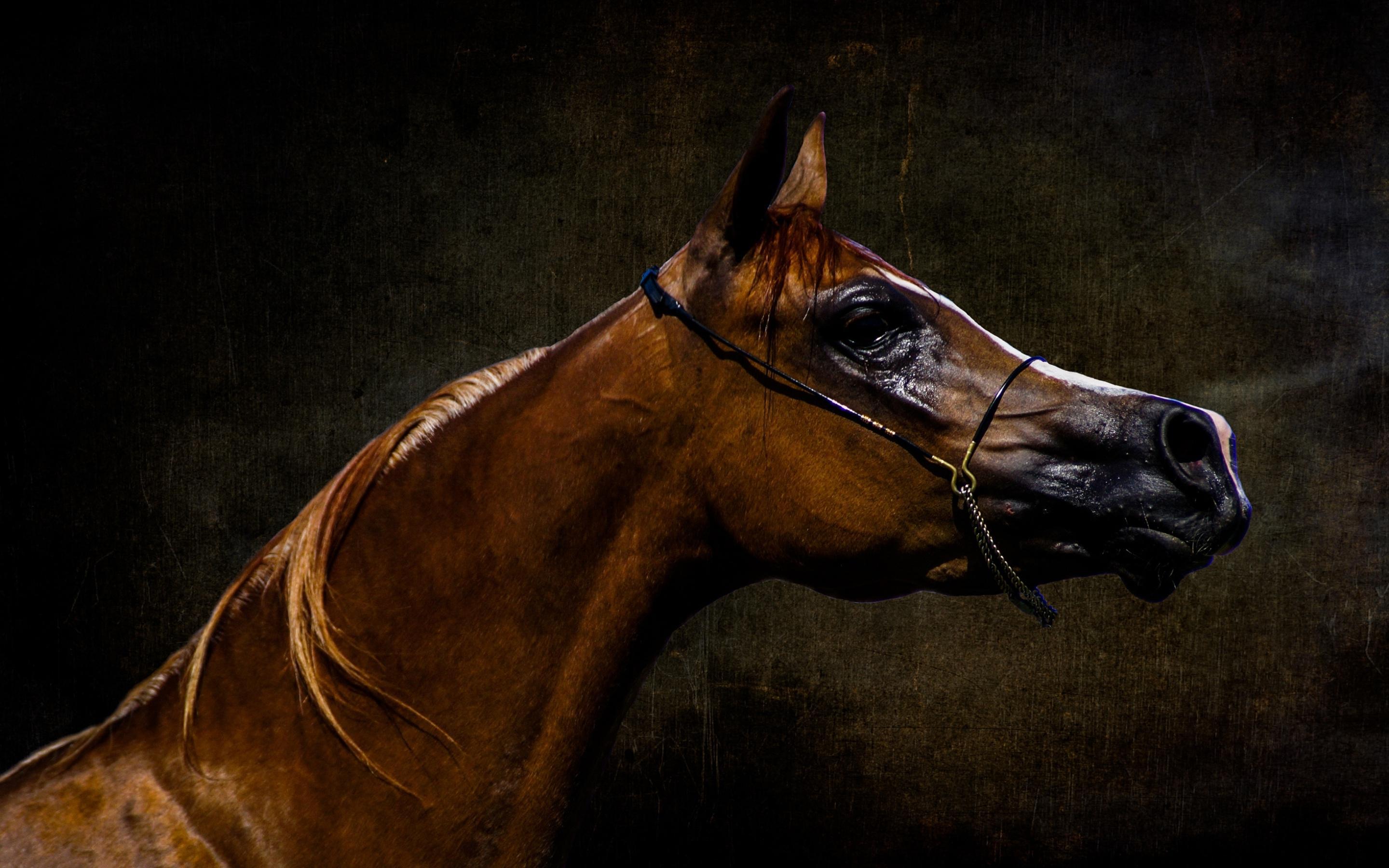 High Resolution Arabian Horse Desktop Wallpaper. Pixels HD Wallpaper
