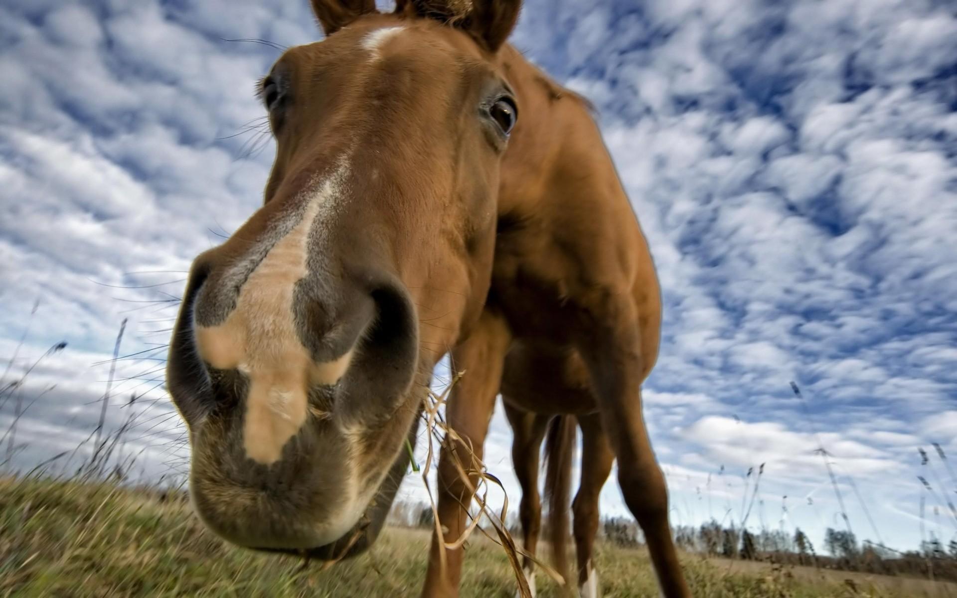 Horse Background Image