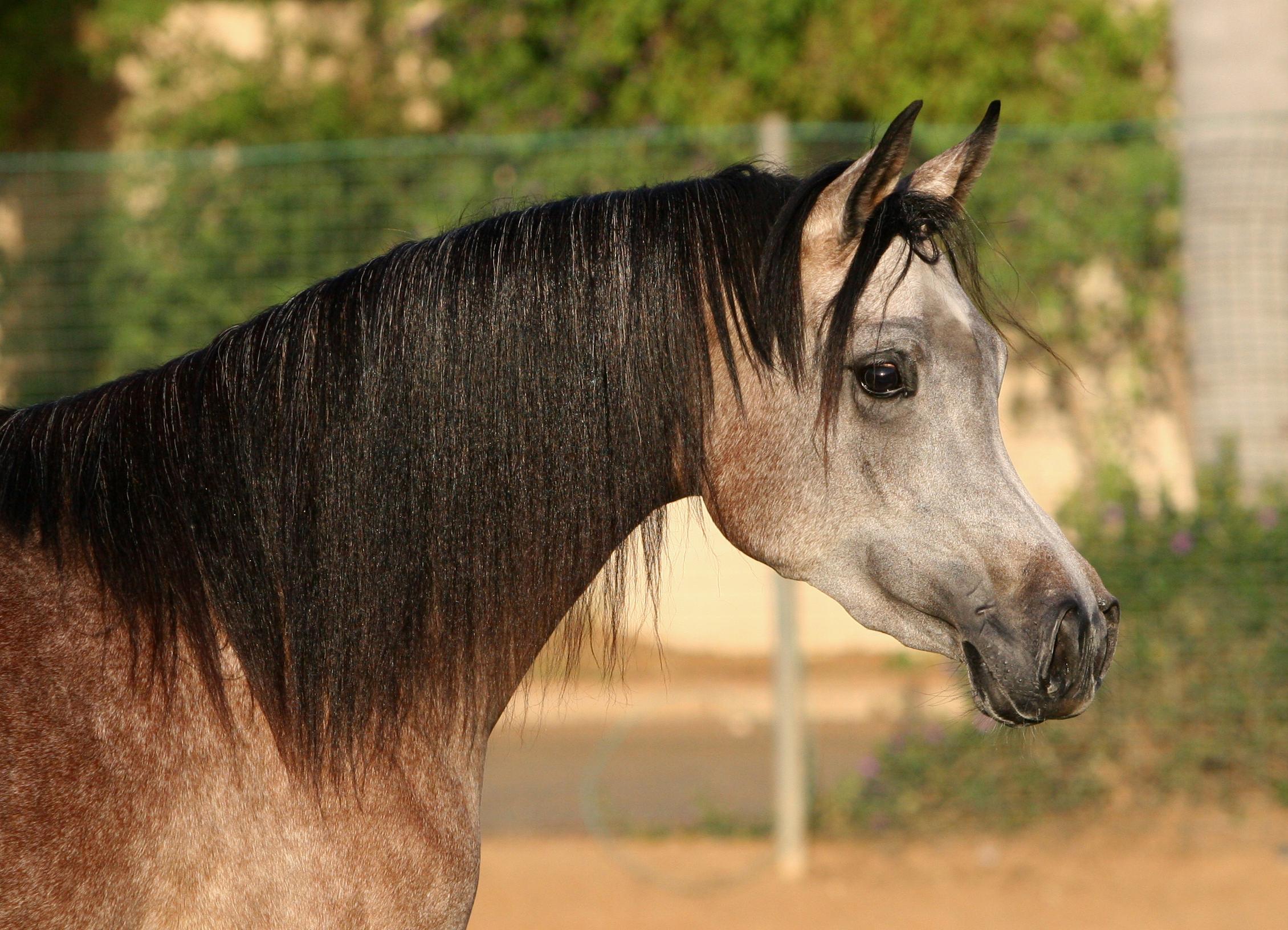 Arabian Horse HD desktop wallpaper, Widescreen, High Definition