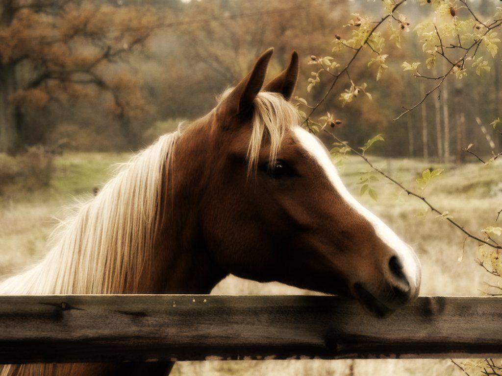 Background Picture Of Horses