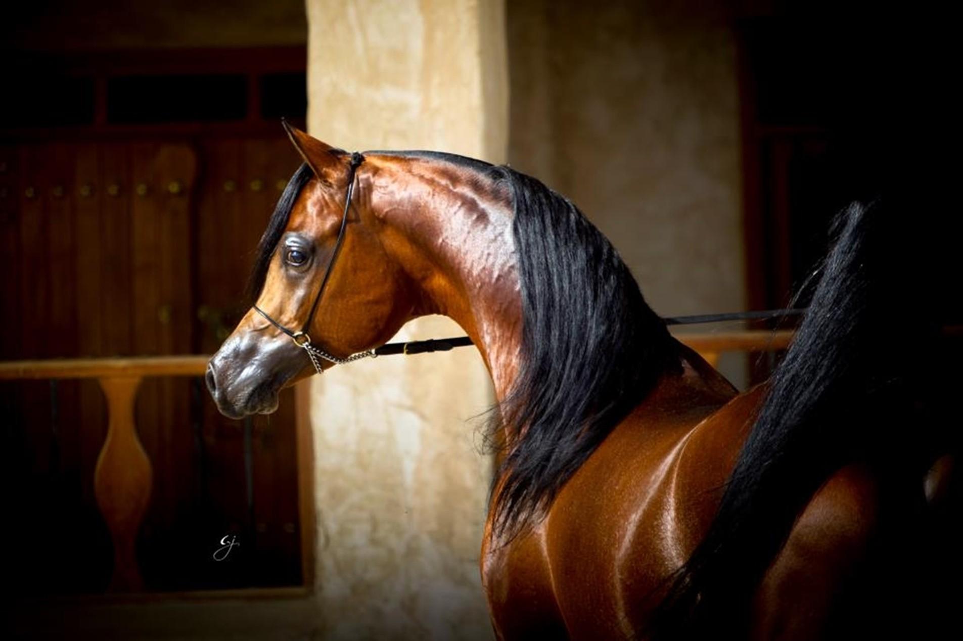 Wallpaper Horses: Arabian Prince Oriental Horses Bay Horse Free